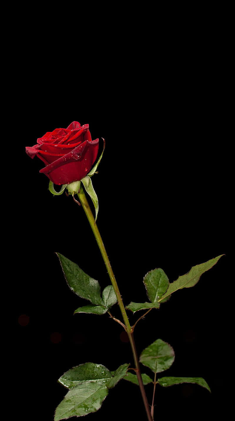 Single Red Rose Black Background.jpg Wallpaper