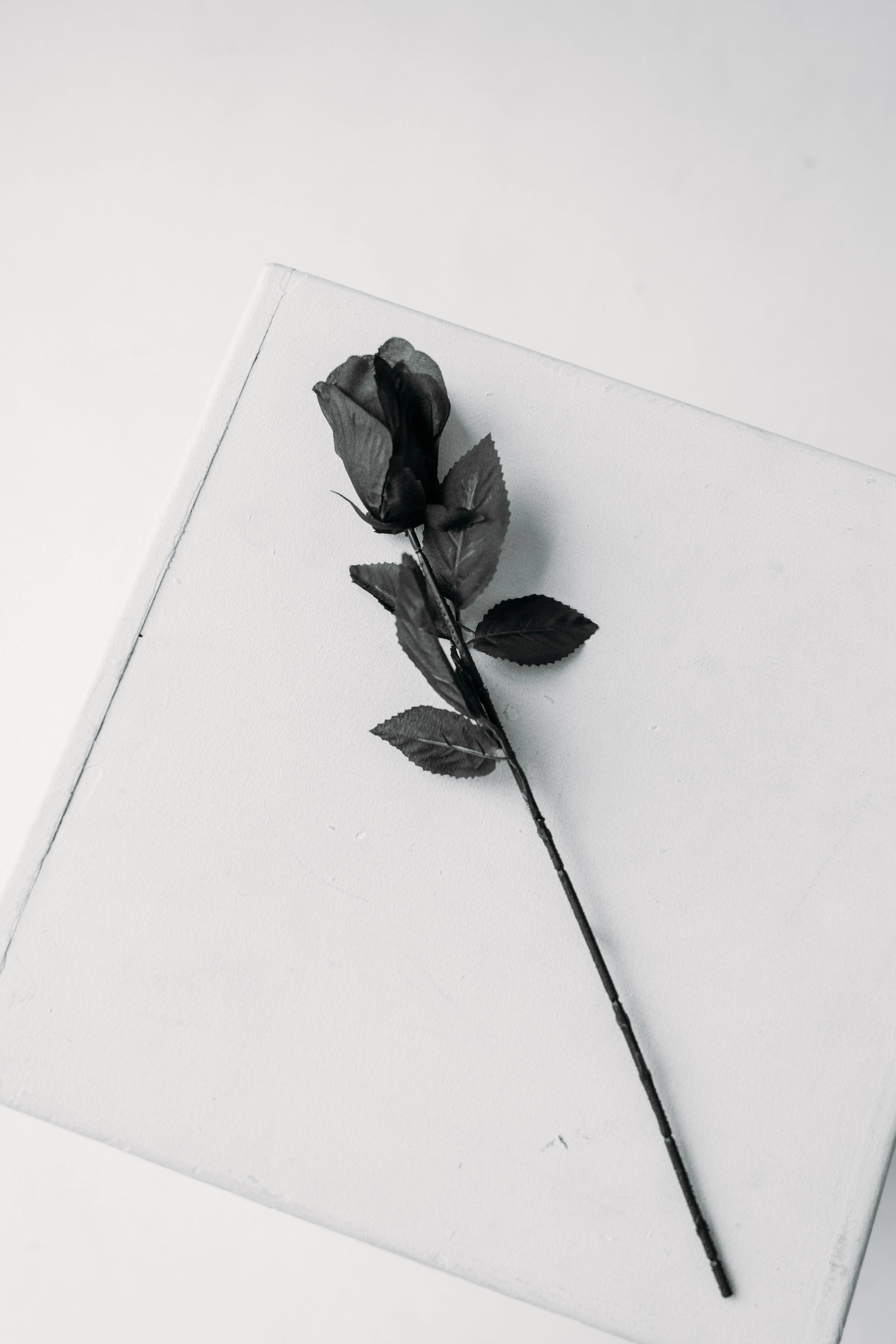 Single-stemmed Black Rose Iphone Wallpaper