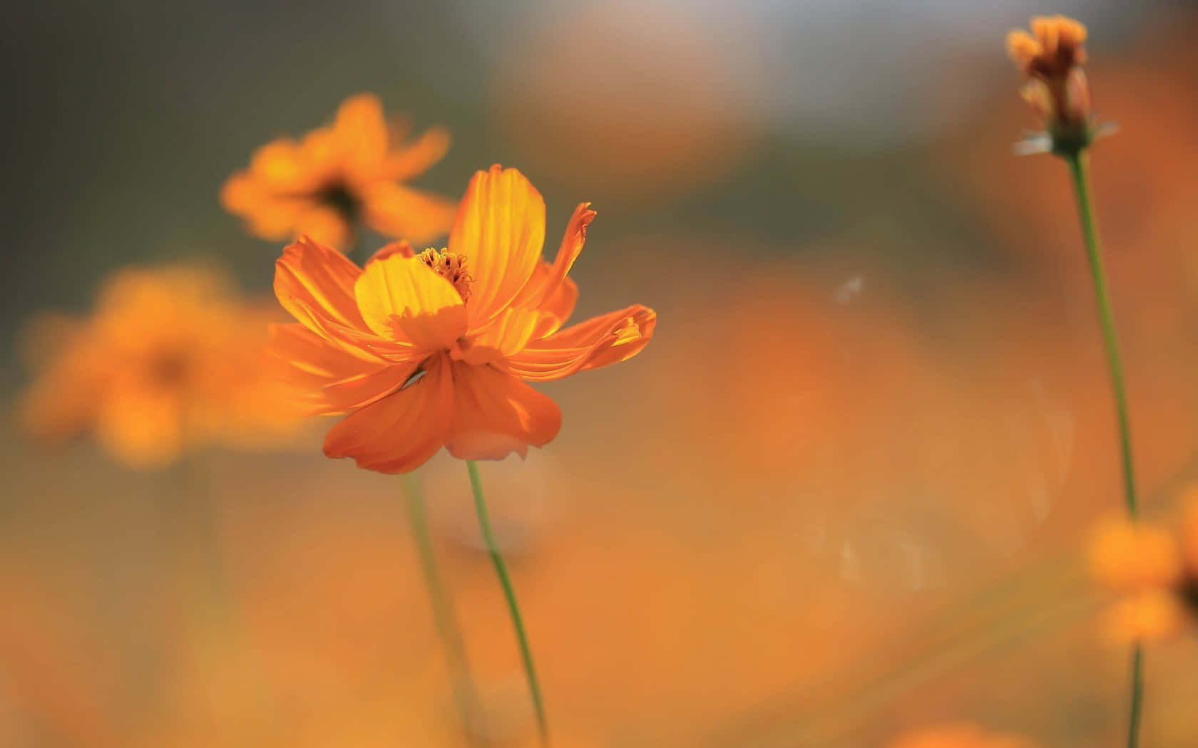 Singular Orange Flower Wallpaper