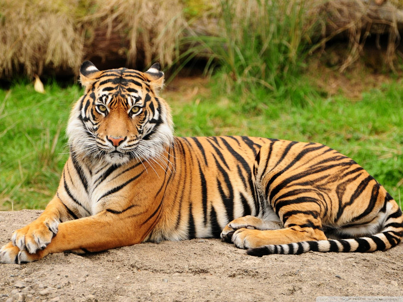 Sitting Tiger Full Body Wallpaper