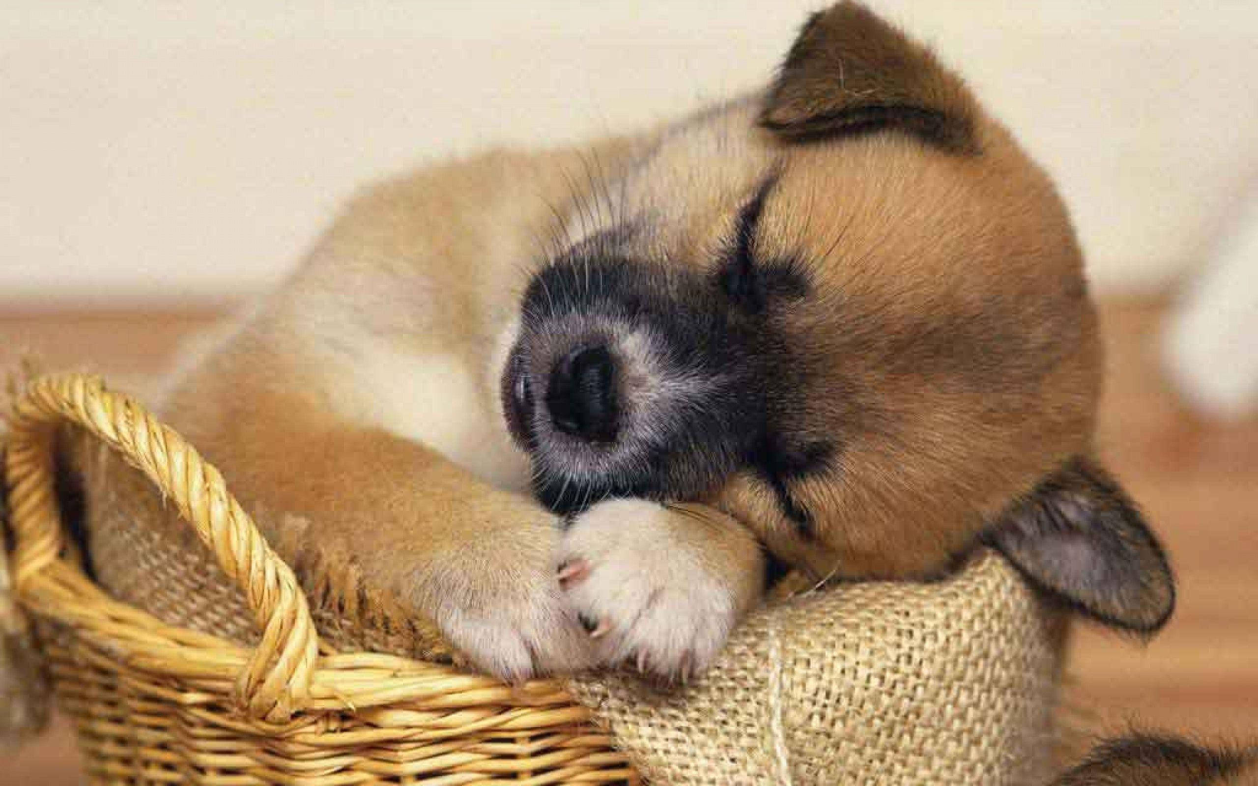Sleeping Akita Puppy Desktop Wallpaper