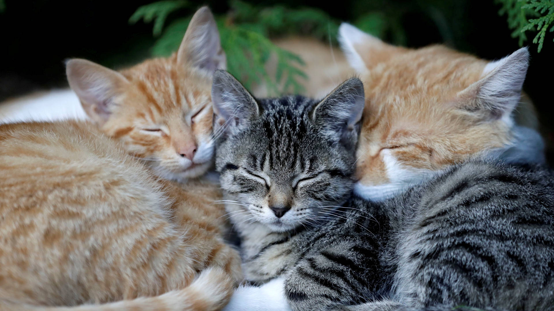 Sleeping Cat Trio Wallpaper
