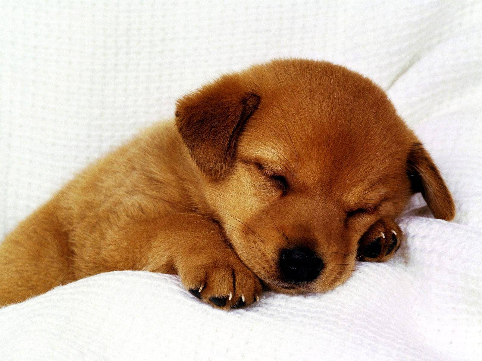 Sleeping Cute Puppy Wallpaper