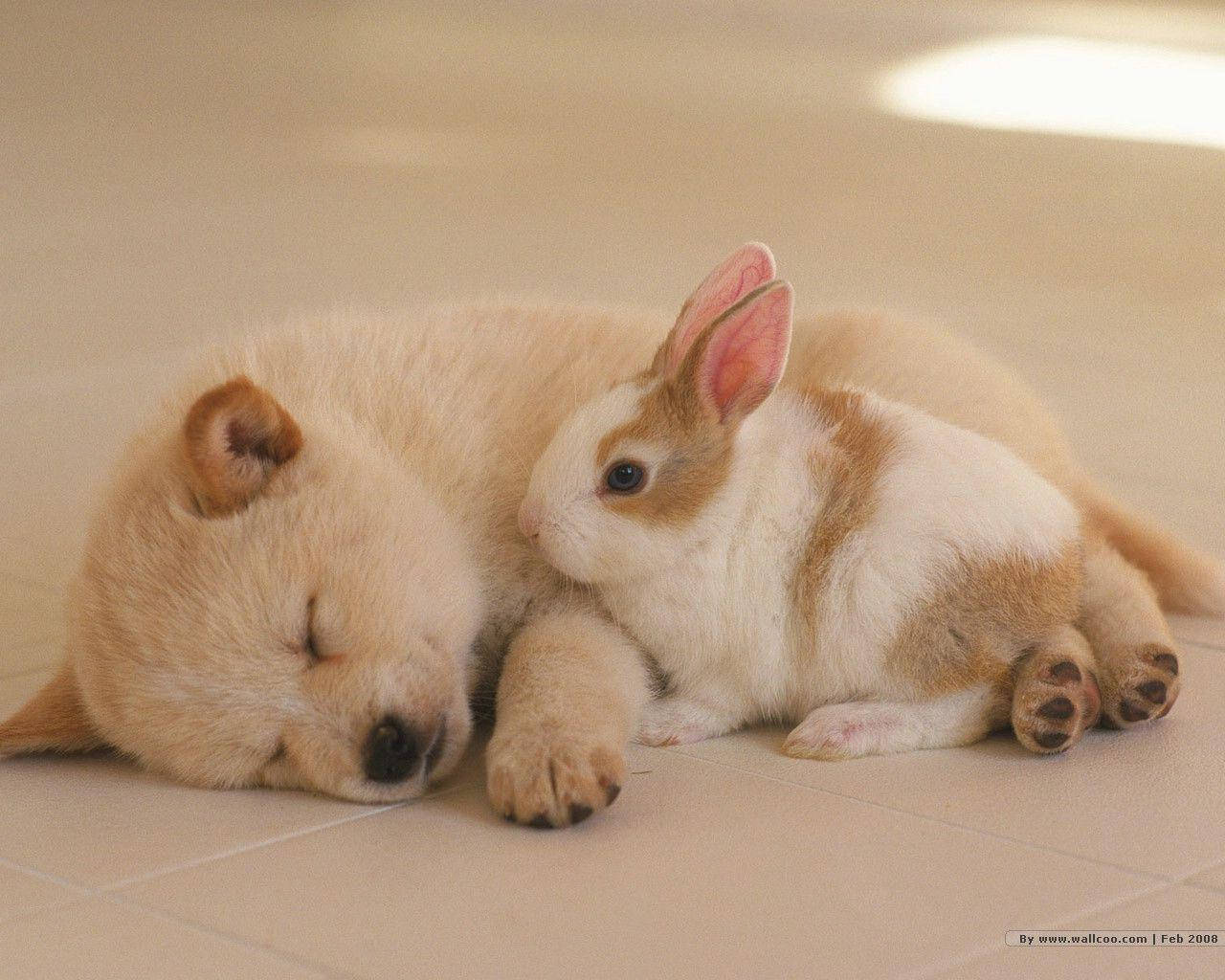 Sleeping Cute Puppy With Bunny Wallpaper