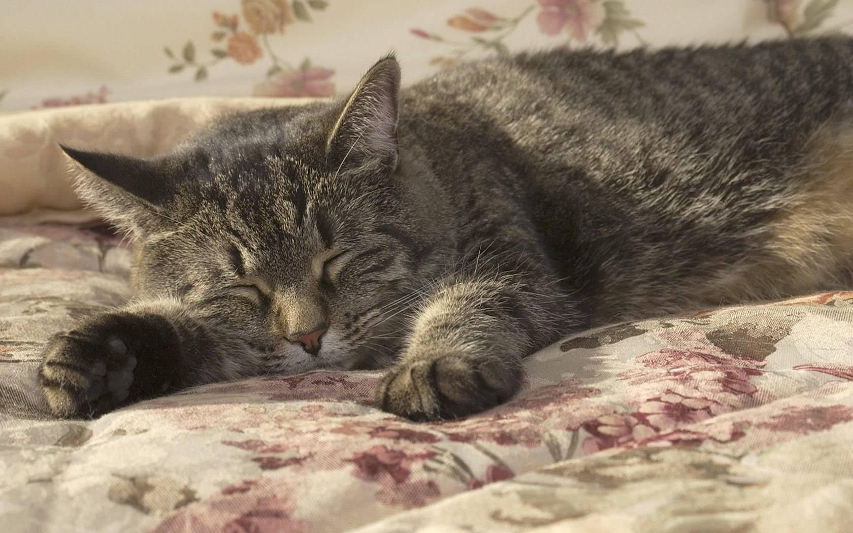 Sleeping Grey Cat Wallpaper