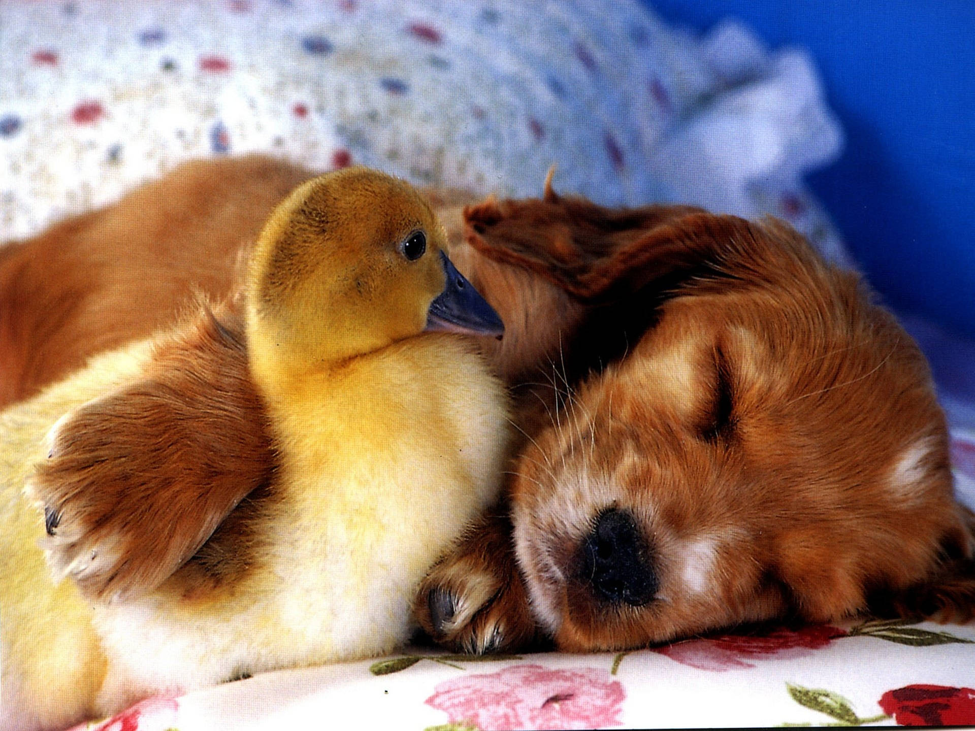Sleeping Puppy And A Duckling Wallpaper