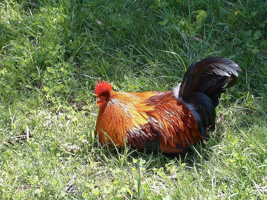 Sleeping Rooster In Grass Wallpaper