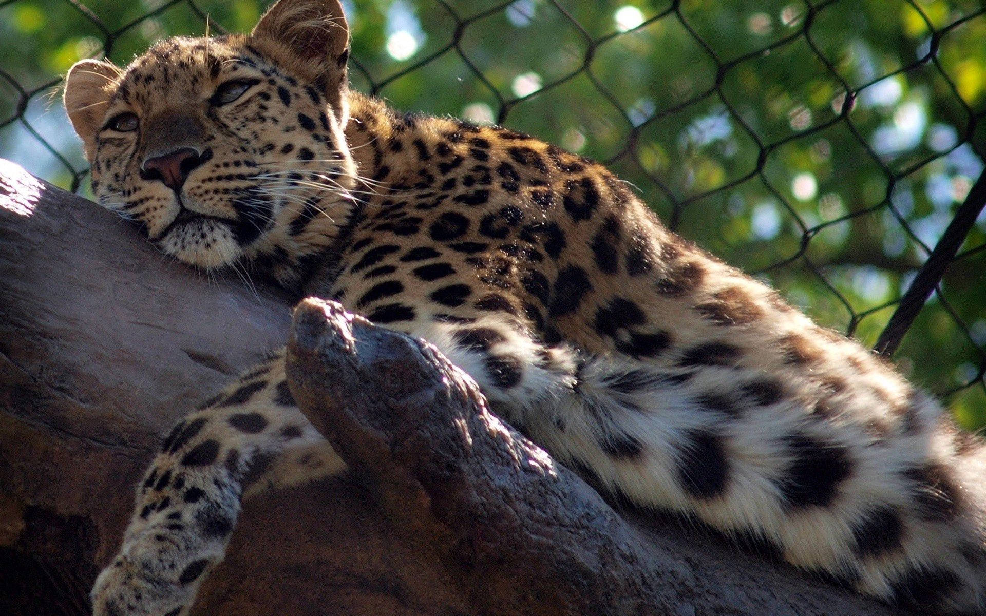 Sleepy Leopard On A Tree Wallpaper