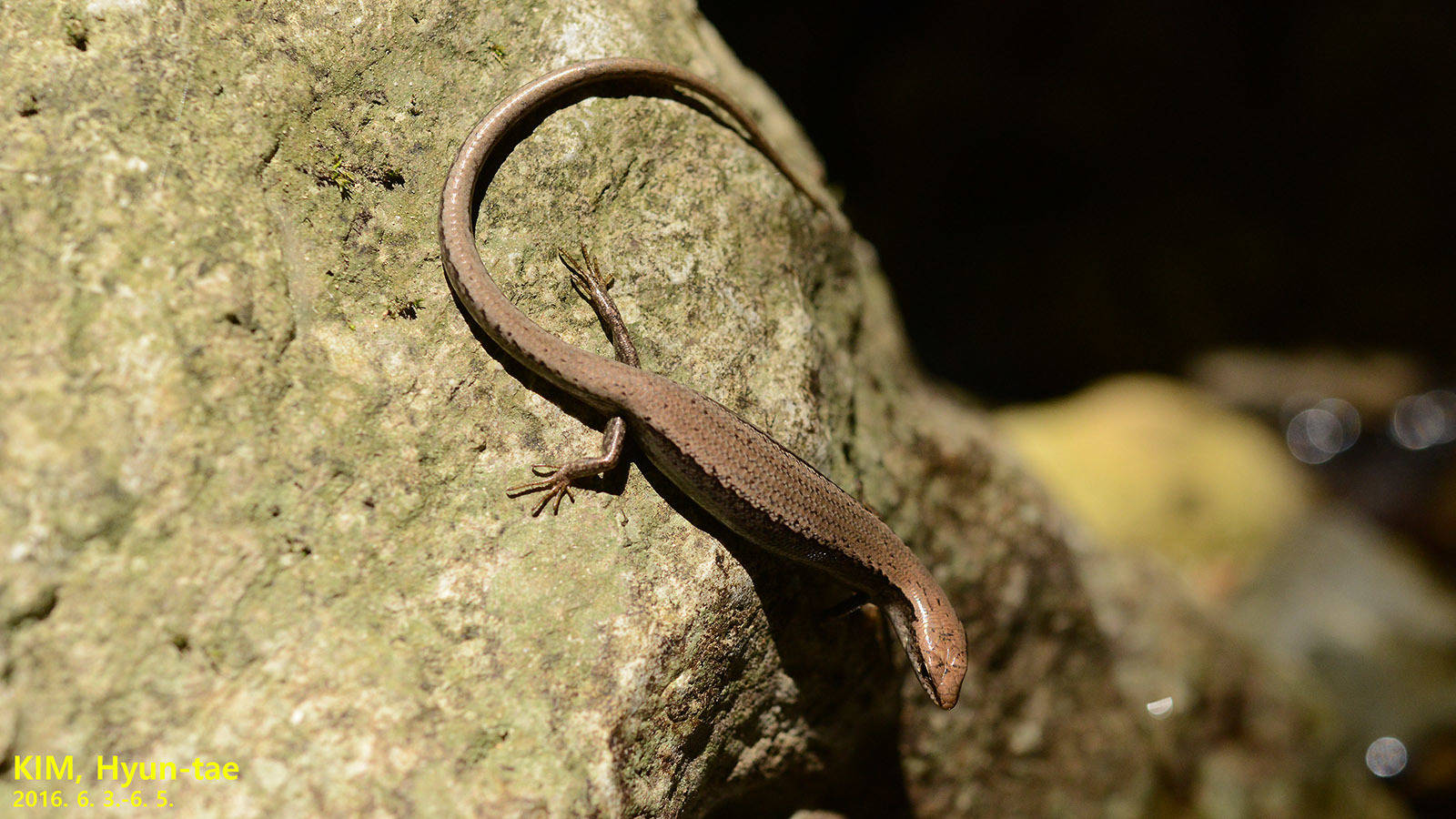 Slender Delicate Brown Ground Skink Wallpaper