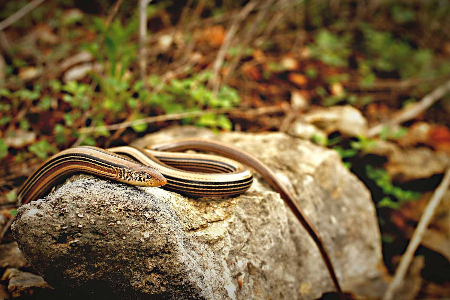 Slender Glass Lizard Perched On Rock Wallpaper