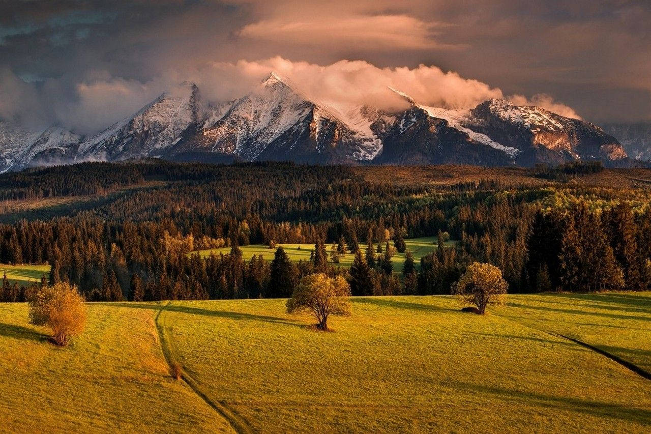 Slovakia Forest Trees And Mountain Wallpaper