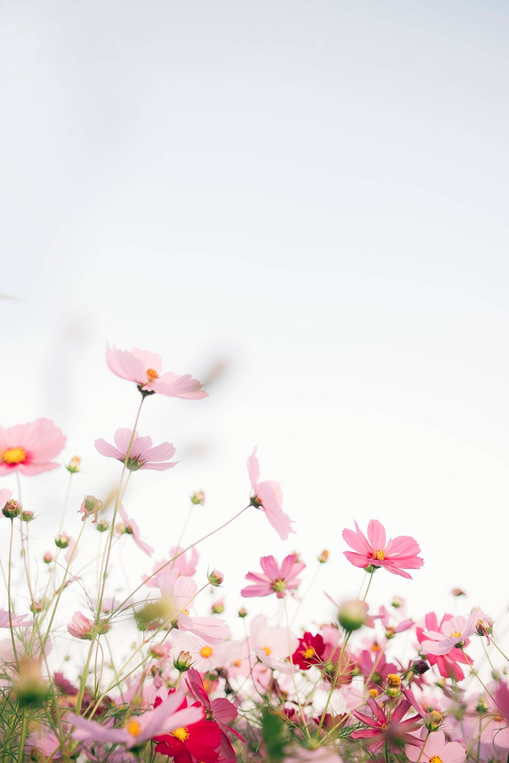 Small Pink Flowers Spring Aesthetic Wallpaper