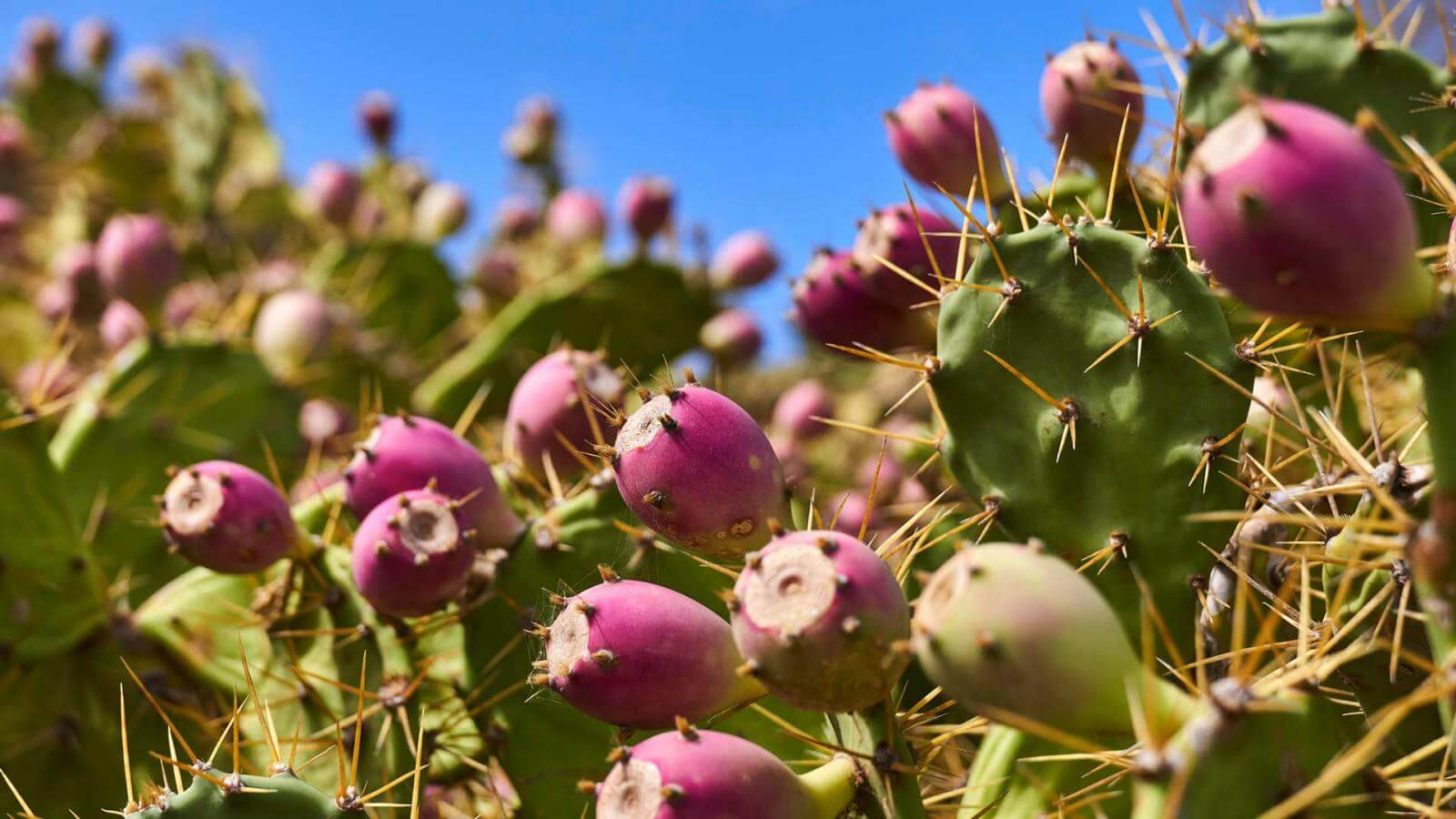 Small Prickly Pear Cacti Wallpaper