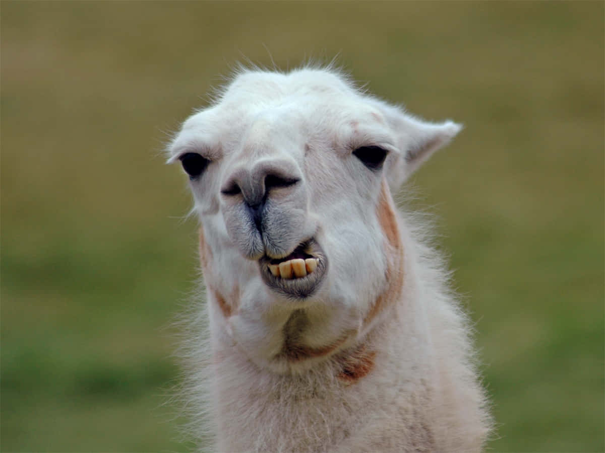 Smiling Llama Portrait.jpg Wallpaper