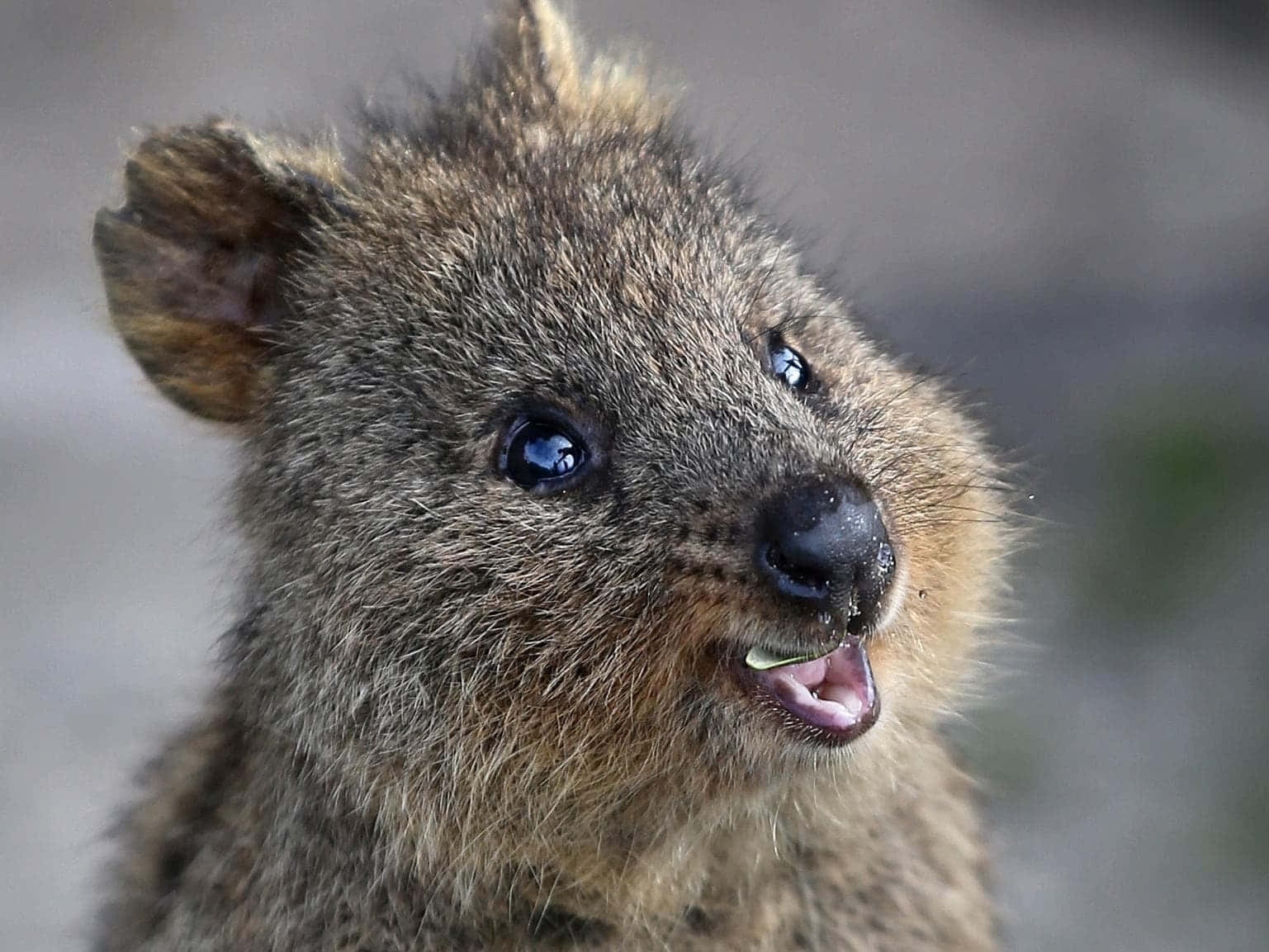 Smiling Quokka Portrait Wallpaper