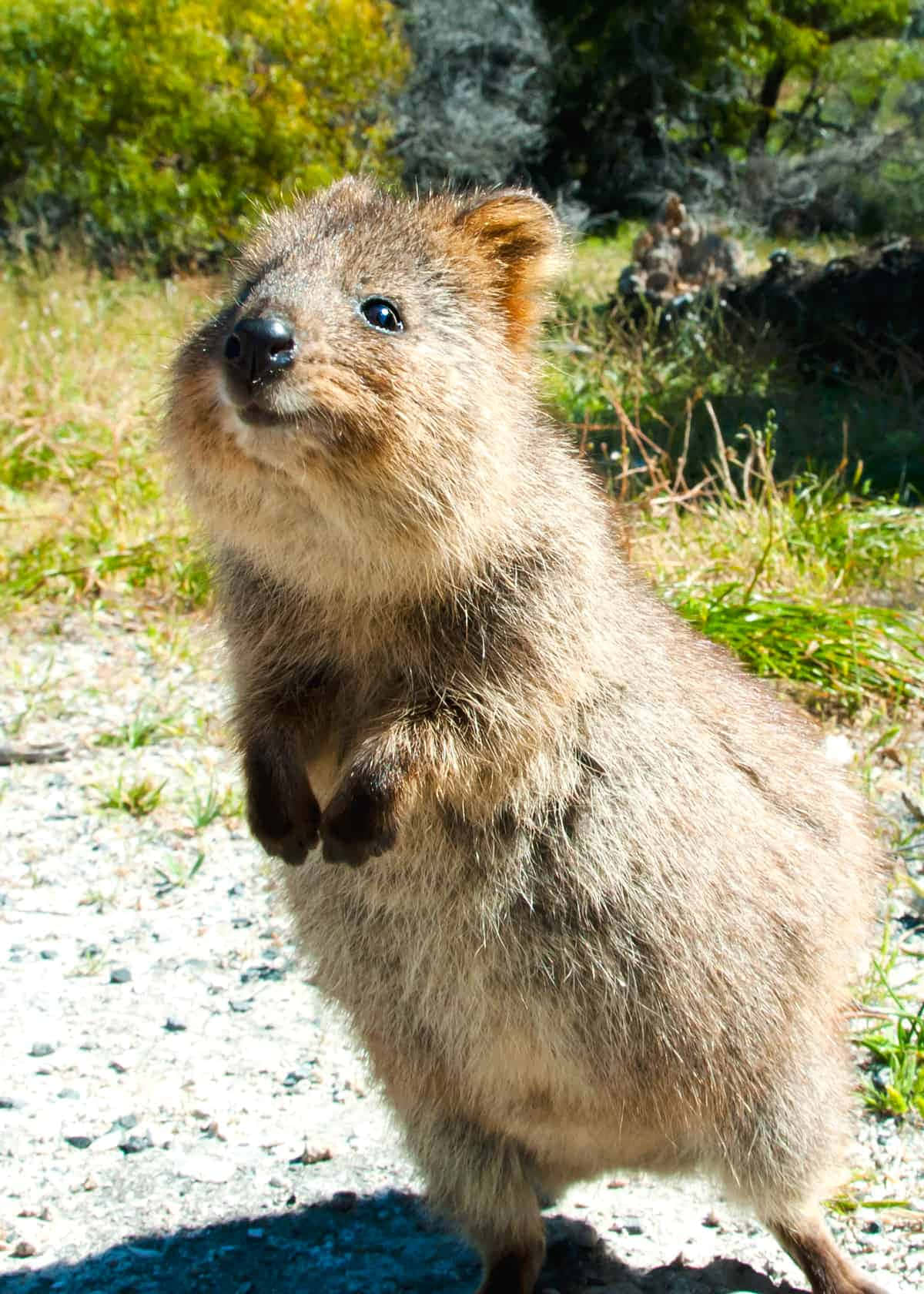 Smiling Quokka Standing Wallpaper