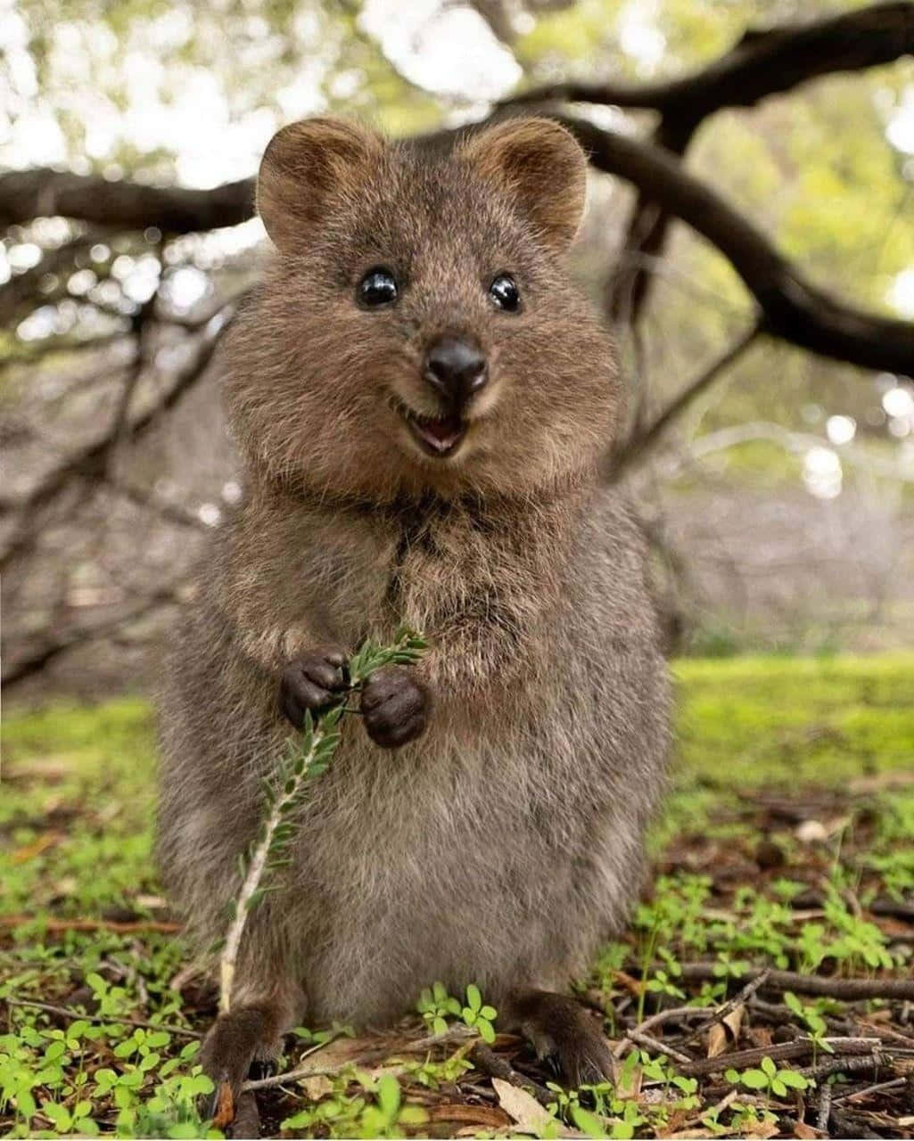 Smiling Quokkain Nature.jpg Wallpaper