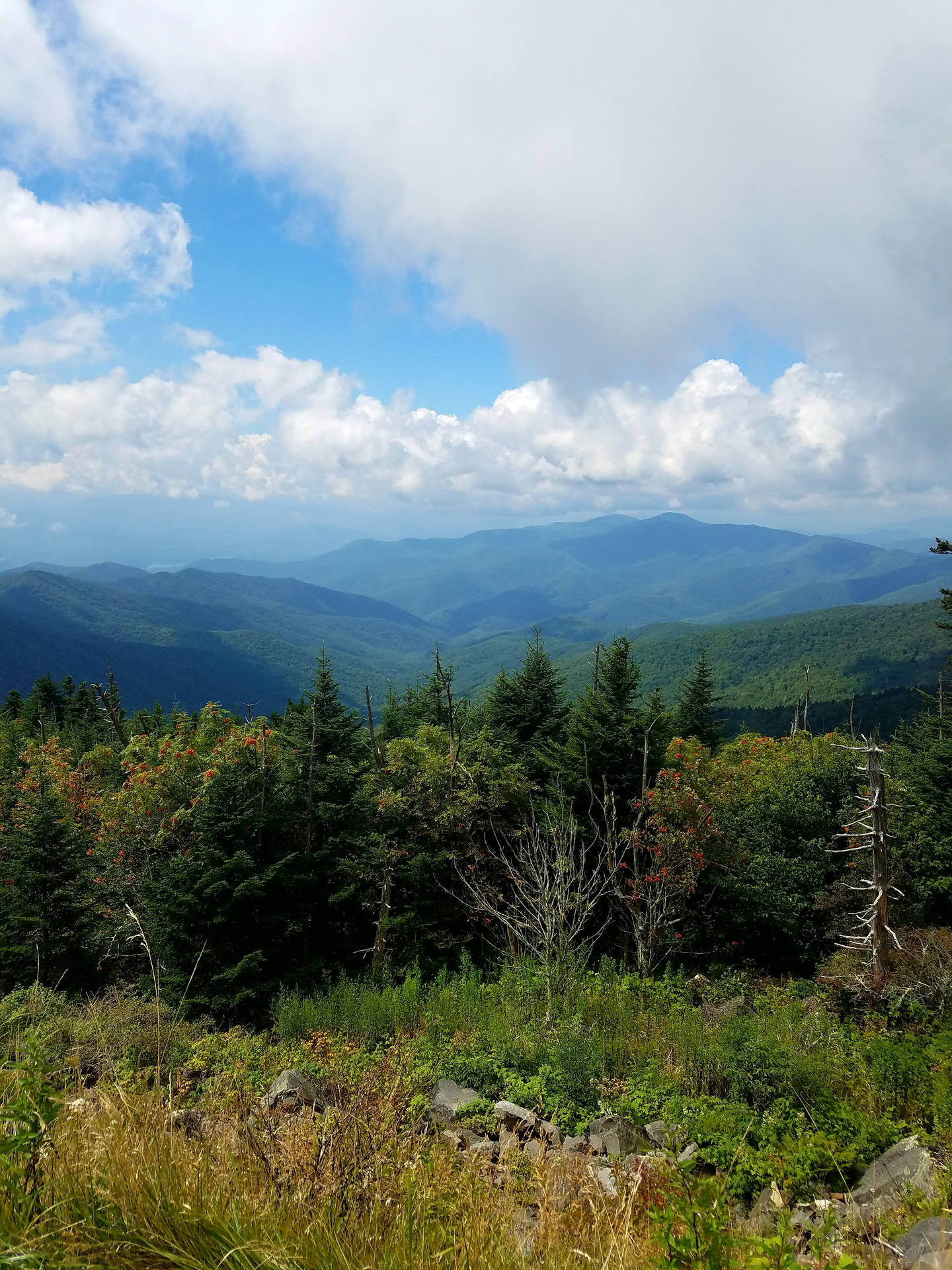 Smoky Mountains And Forest Wallpaper