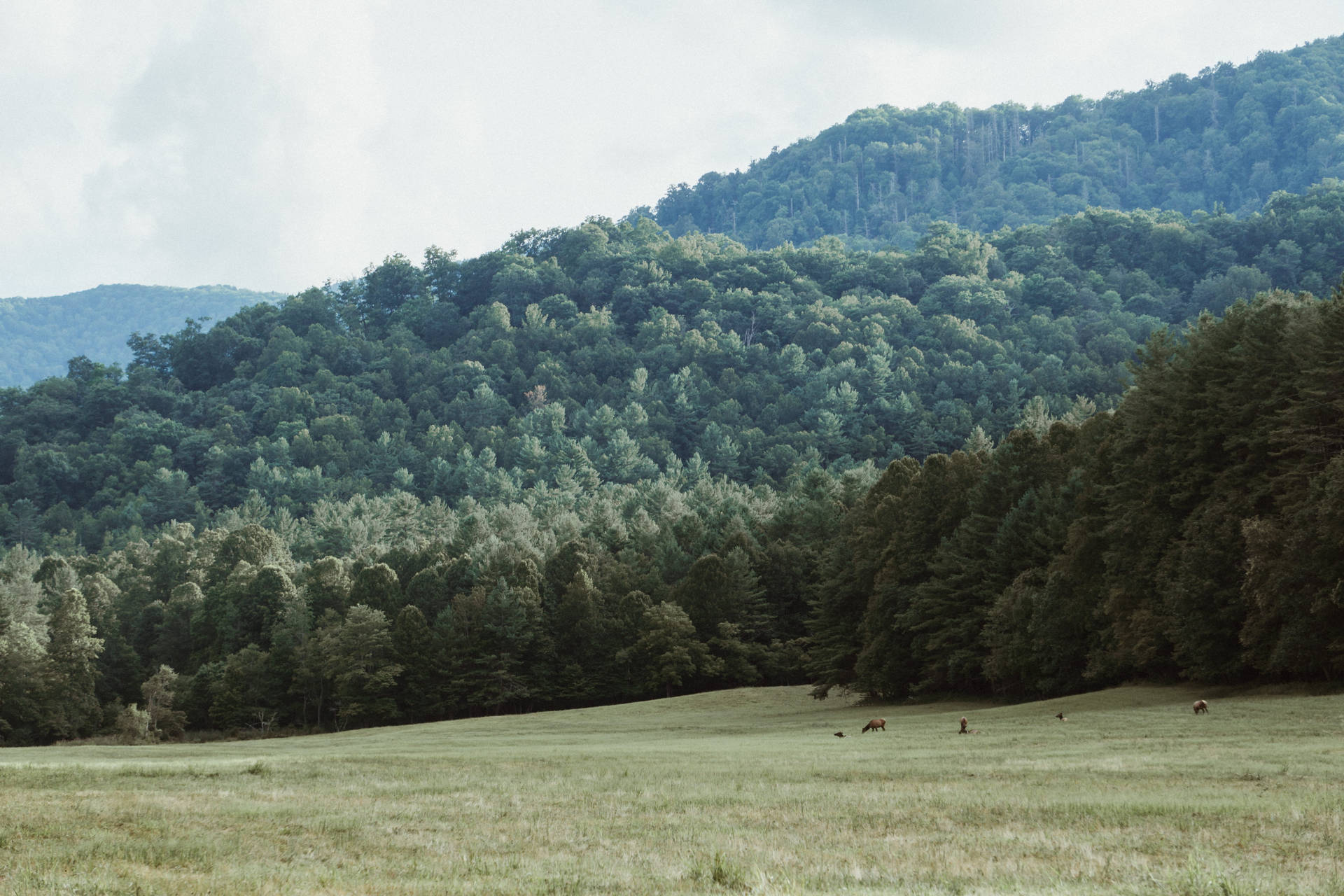 Smoky Mountains With Field And Trees Wallpaper