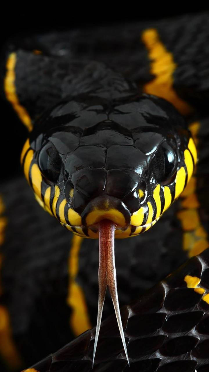 Snake Yellow Hd Iphone Wallpaper