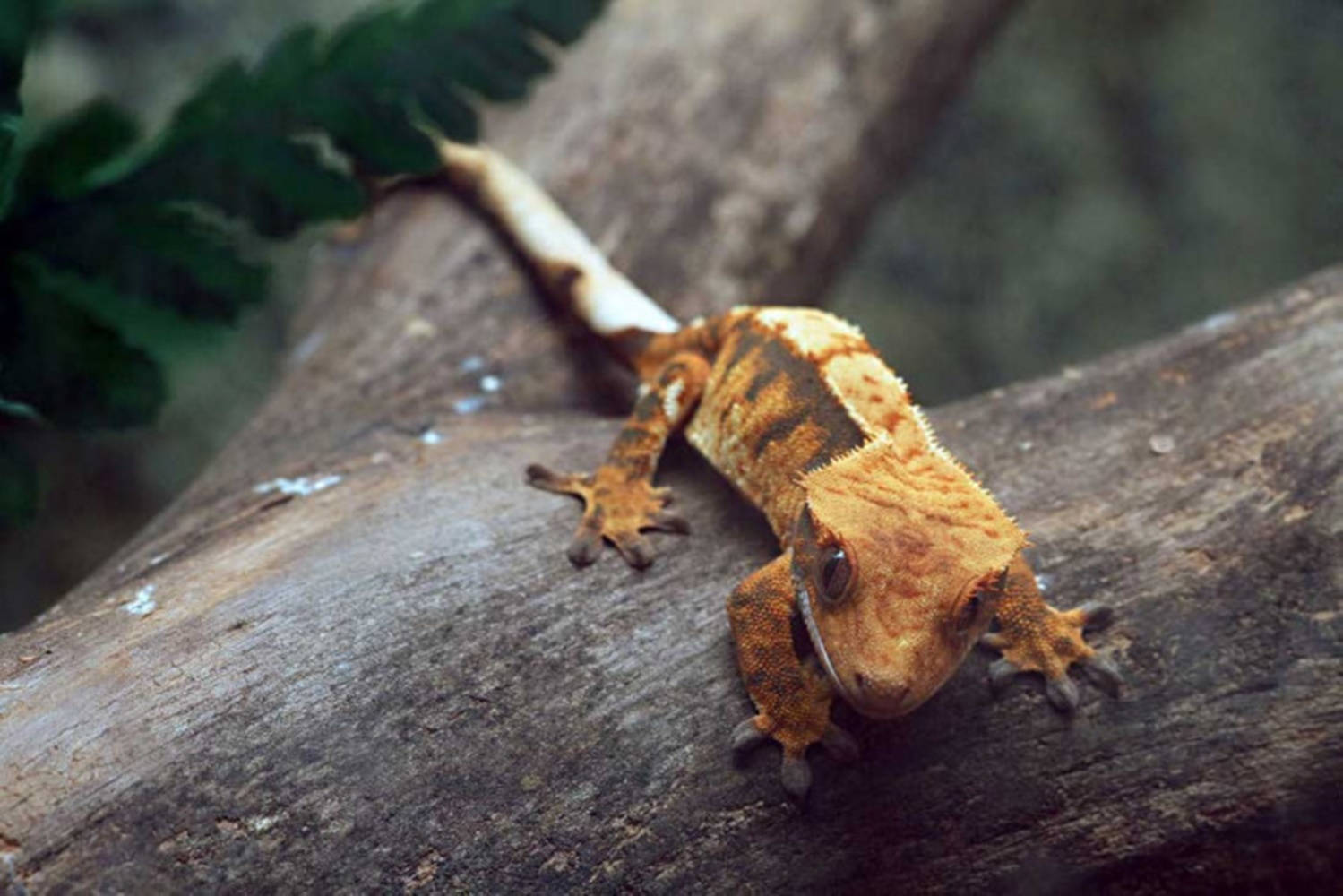 Snowporing Crested Gecko On Tree Branch Wallpaper