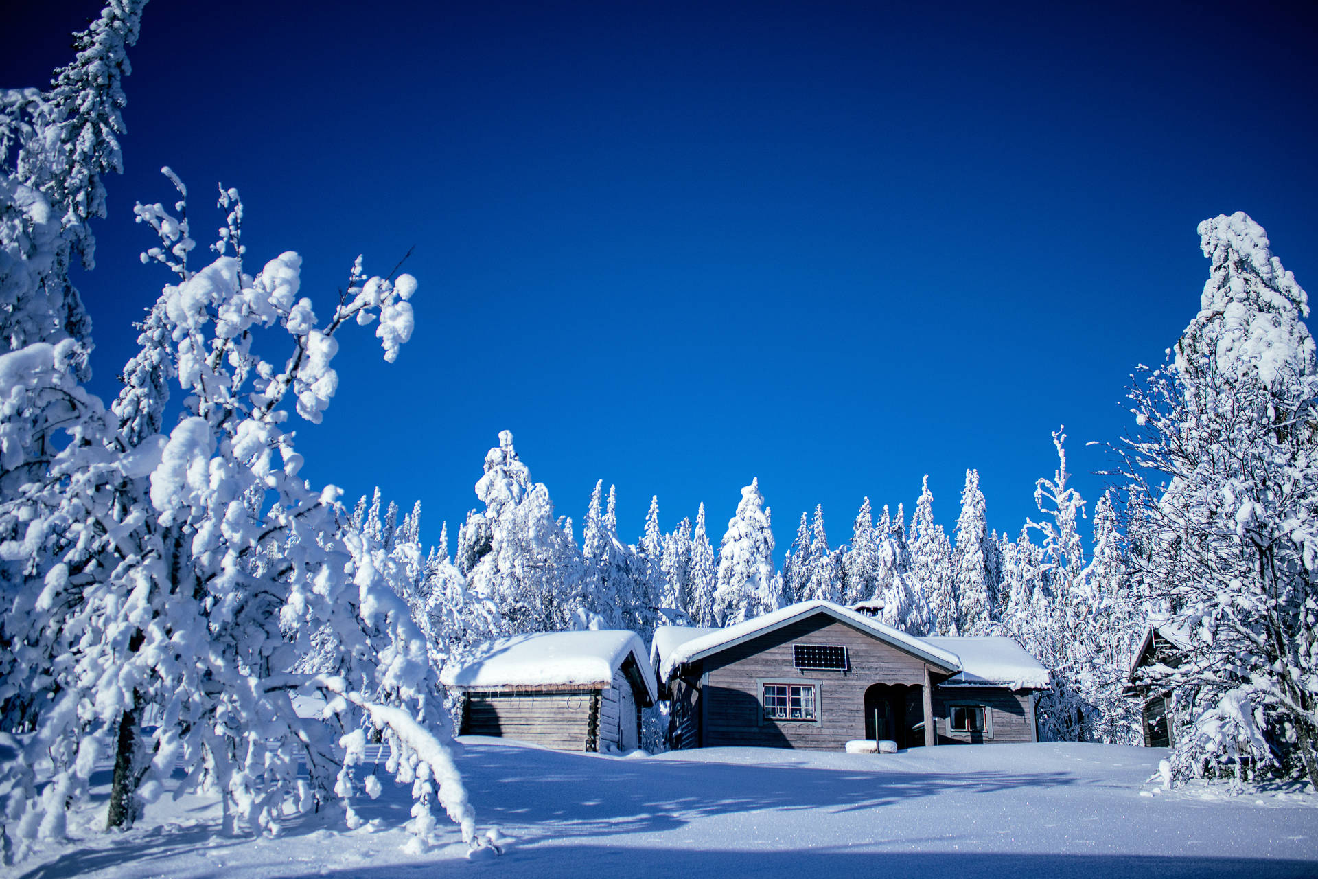 Snowy Trees And House Best Desktop Wallpaper