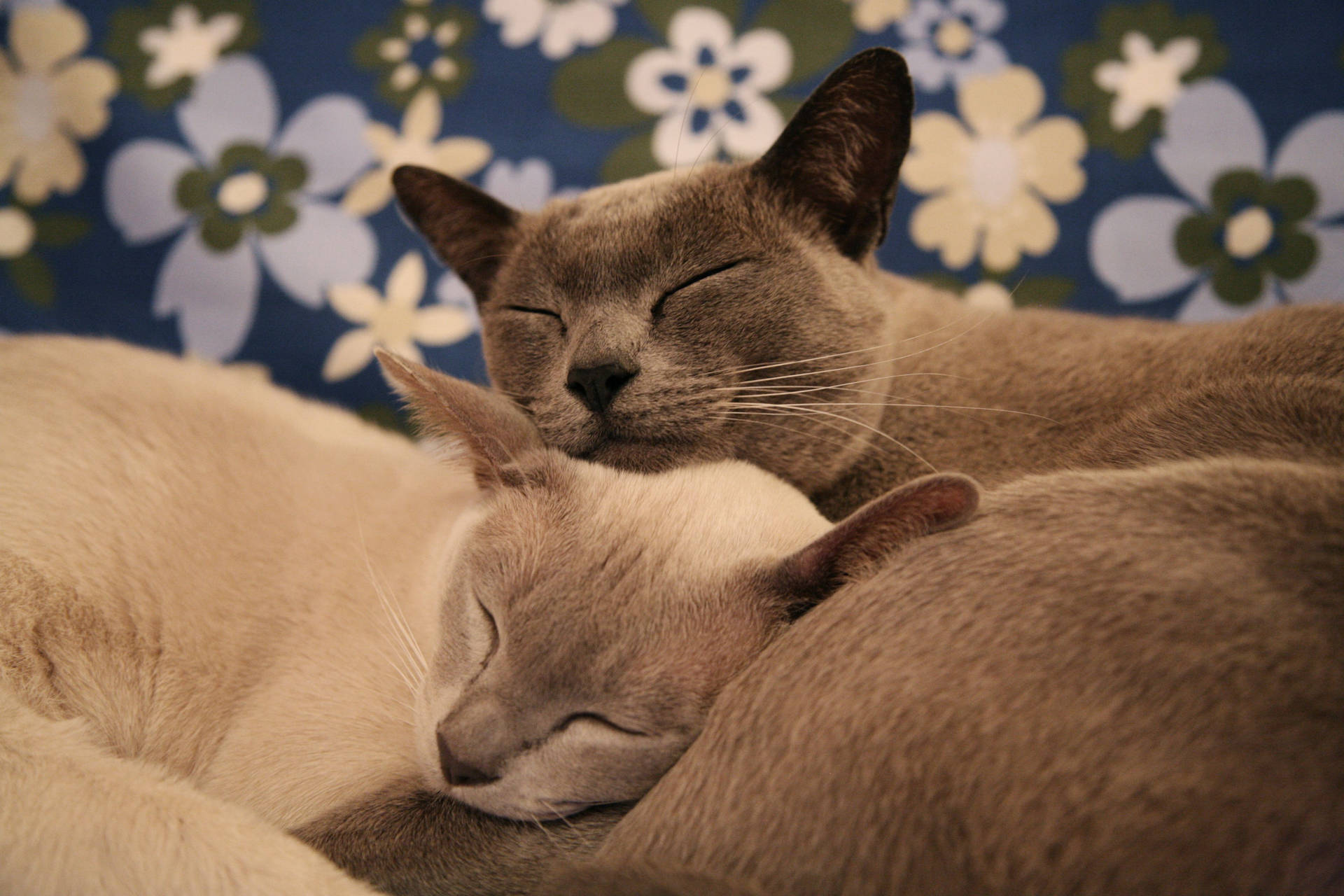 Snuggling Grey Cats Wallpaper