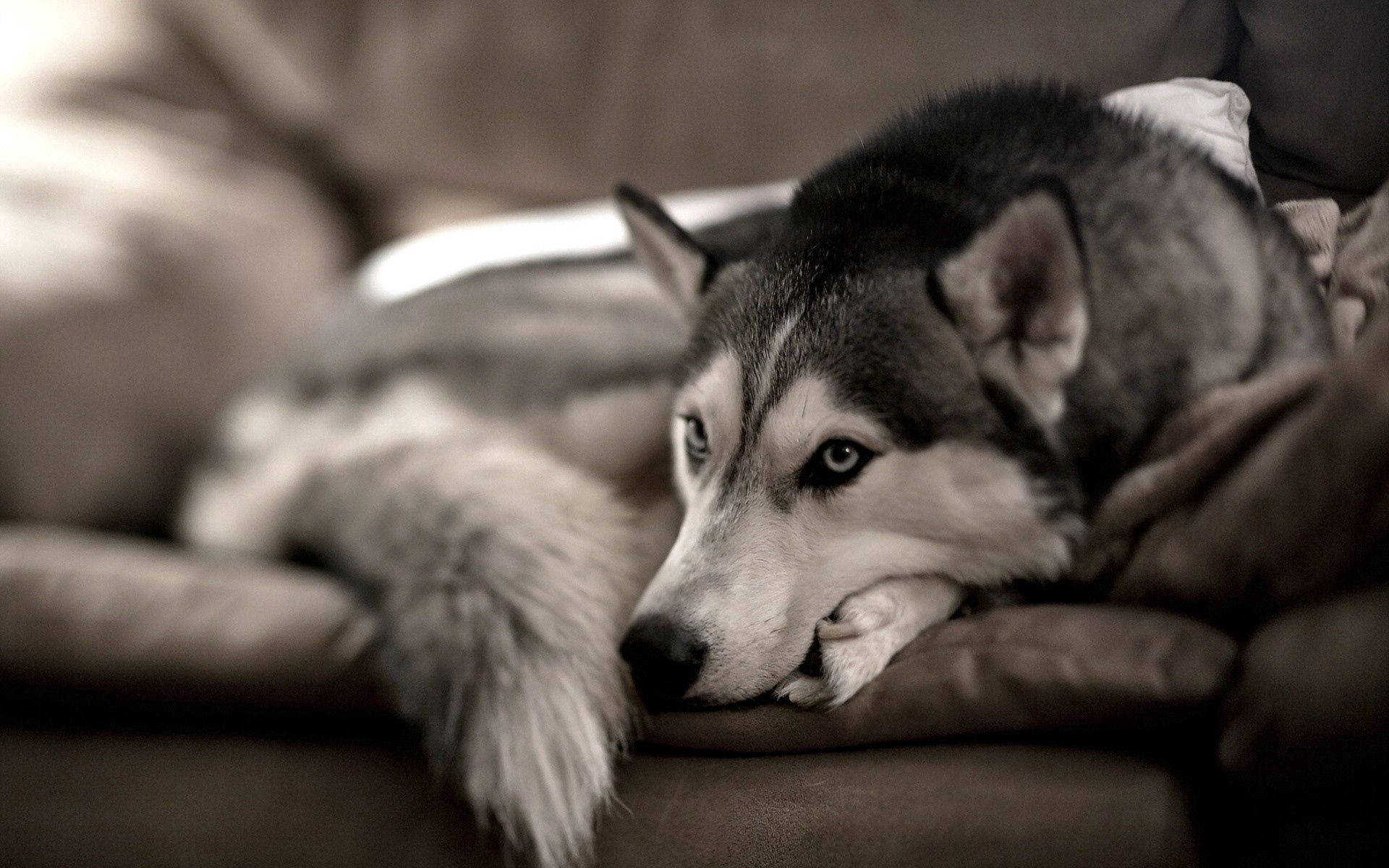 Soft And Fuzzy Husky Comfortably Relaxing On The Couch Wallpaper