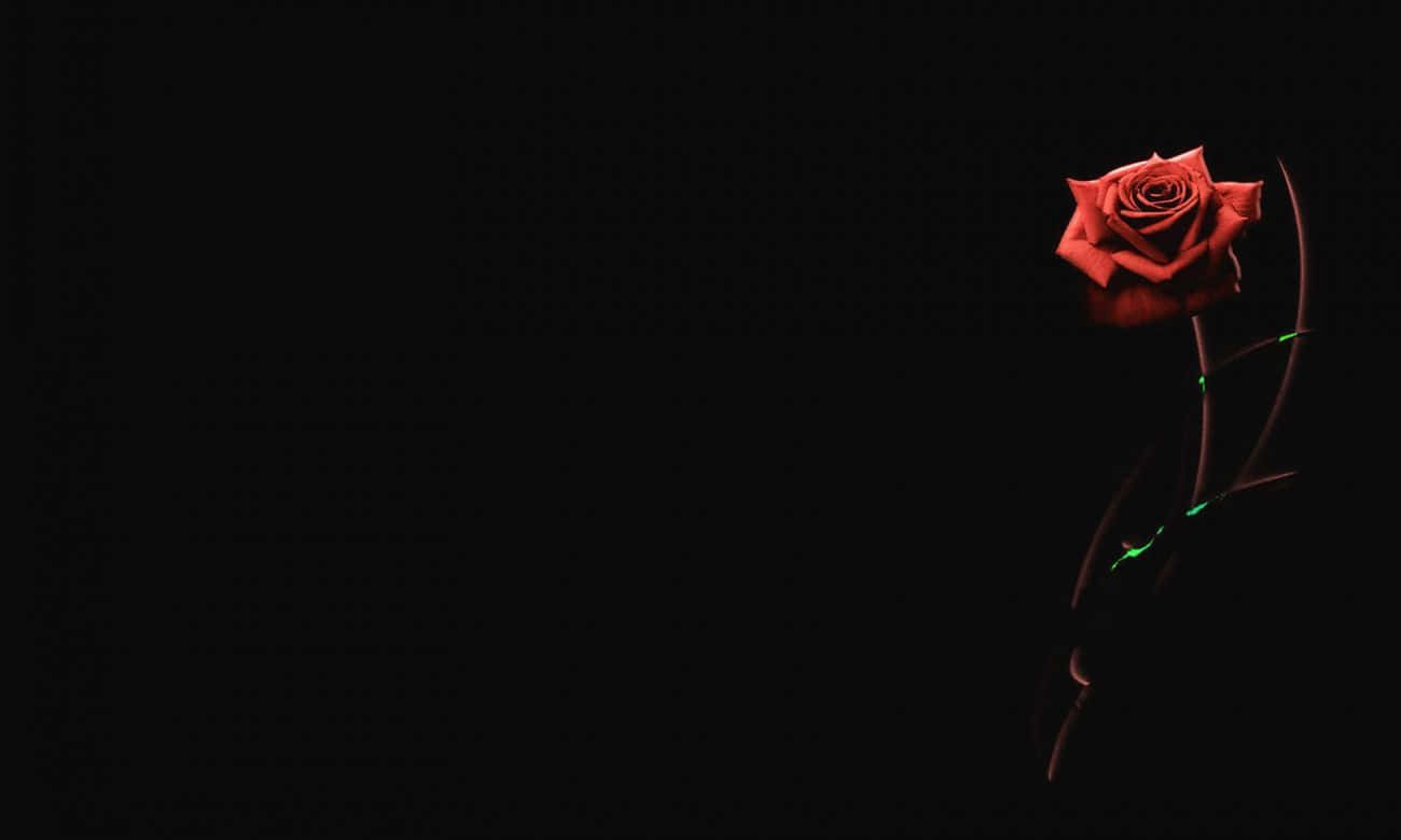 Solitary Red Roseon Black Background Wallpaper