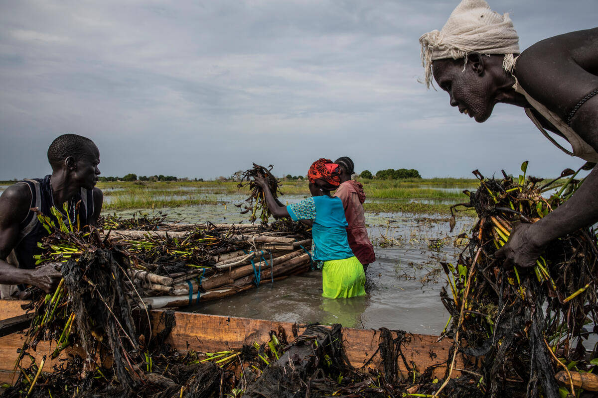 South Sudan Harvesting Plants Wetlands Wallpaper