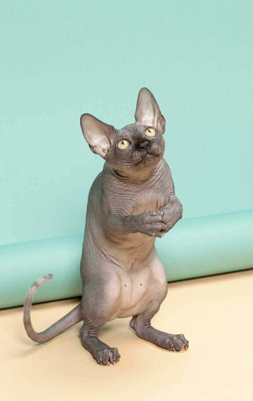 Sphynx Cat Standing Two Legs Wallpaper