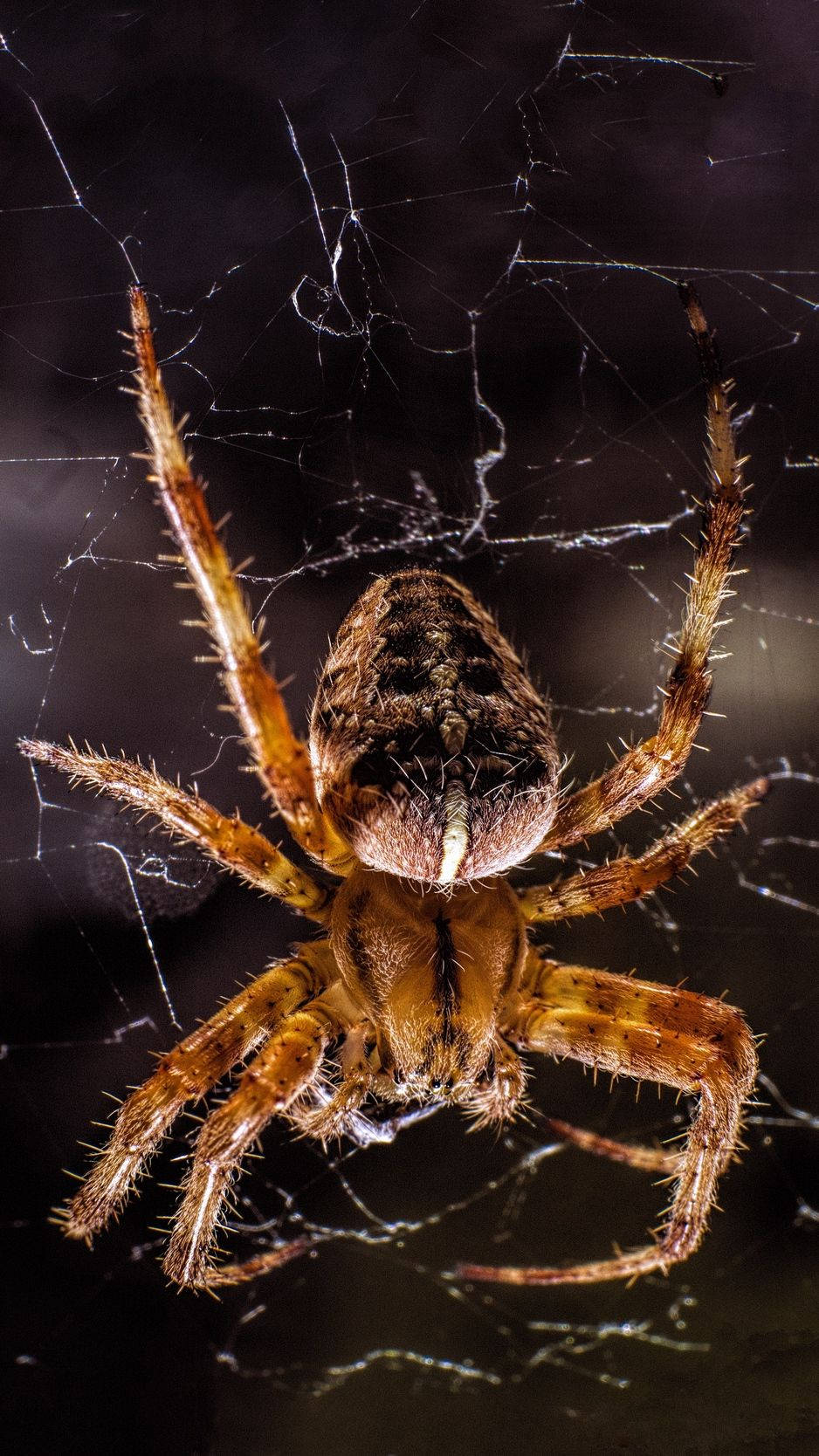 Spider Covered In Microscopic Hairs Wallpaper