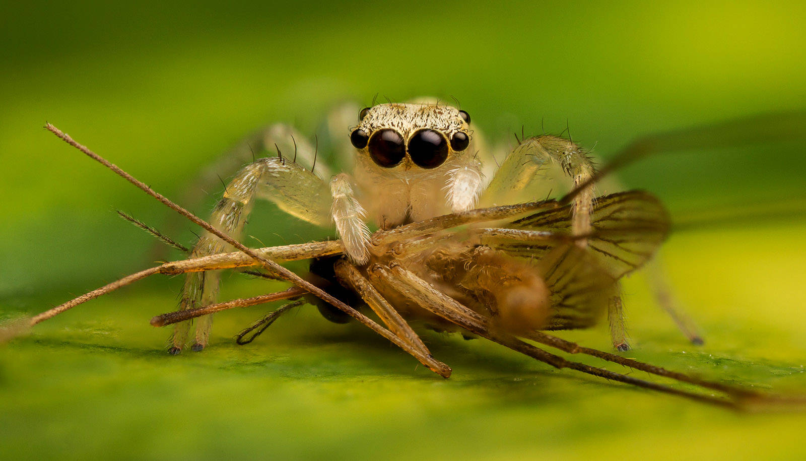 Spider Eating A Mosquito Wallpaper