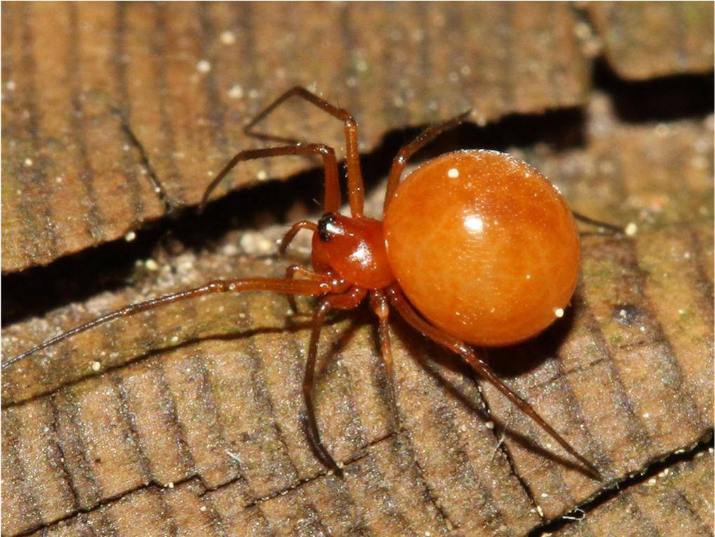 Spider With Bright Orange Body Wallpaper