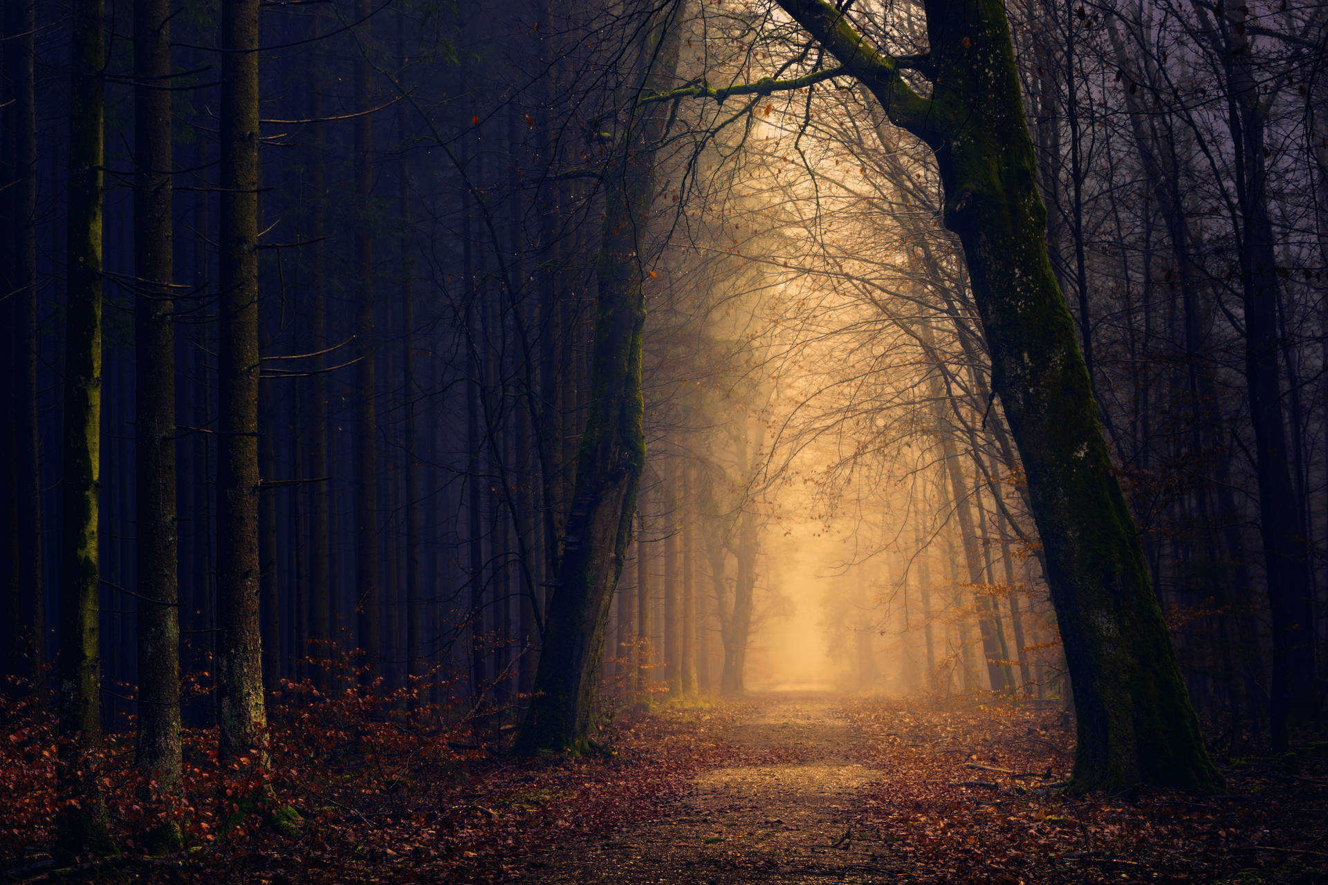 Spooky Forest With Yellow Light Wallpaper