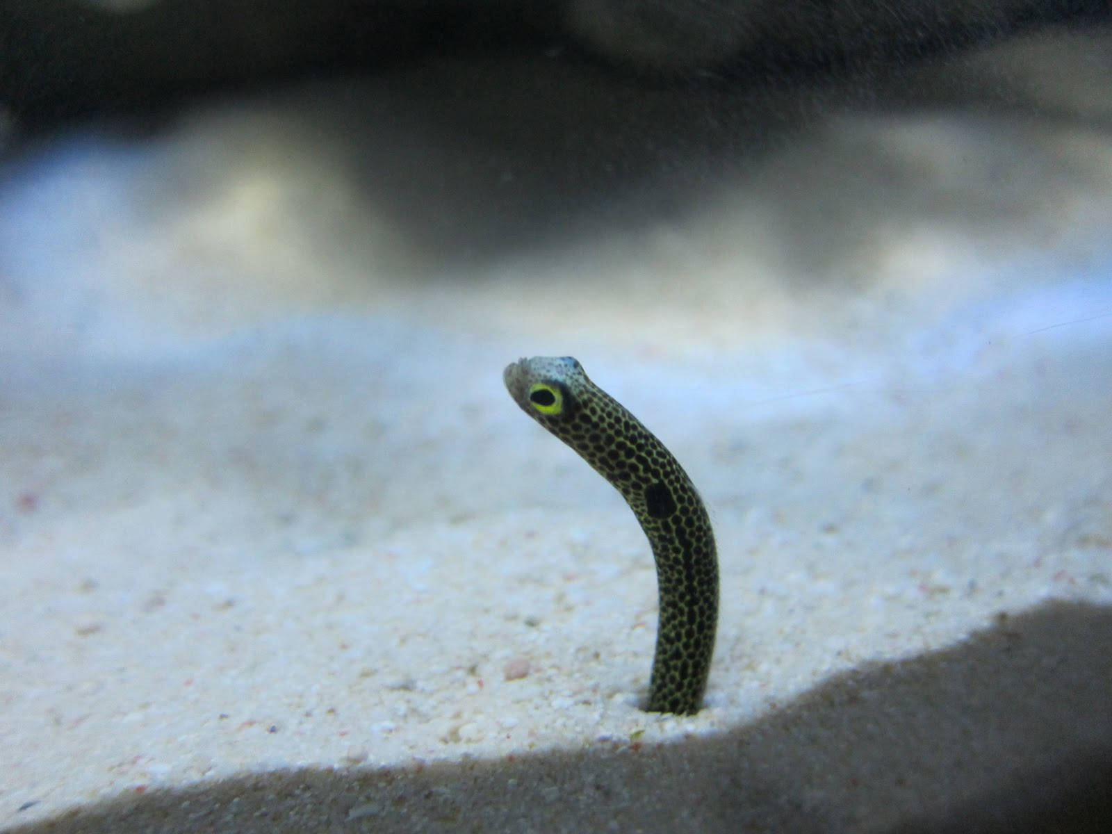 Spotted Garden Eel Looking Like A Worm Wallpaper