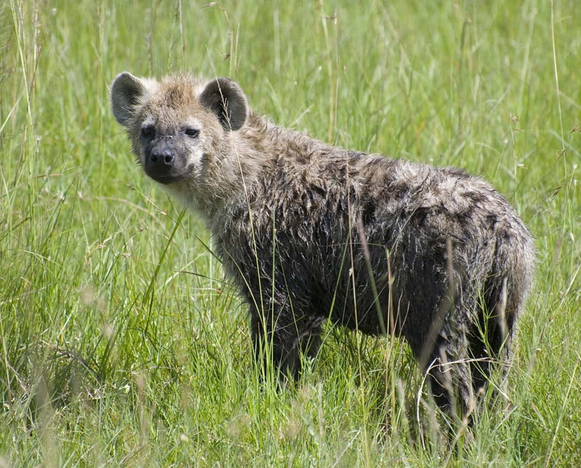 Spotted Hyenain Grassland.jpg Wallpaper