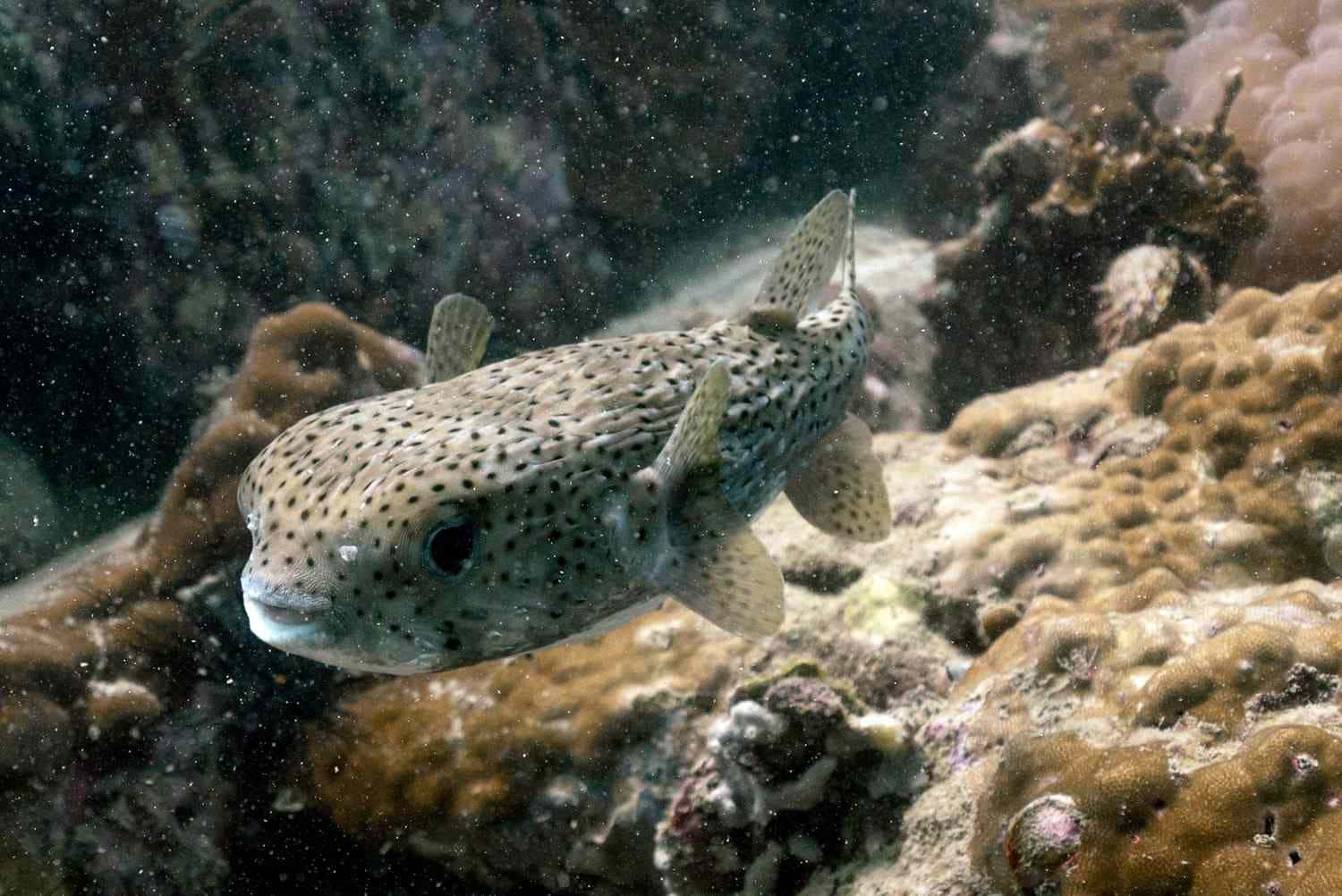 Spotted Pufferfish Swimming Over Coral Reef.jpg Wallpaper