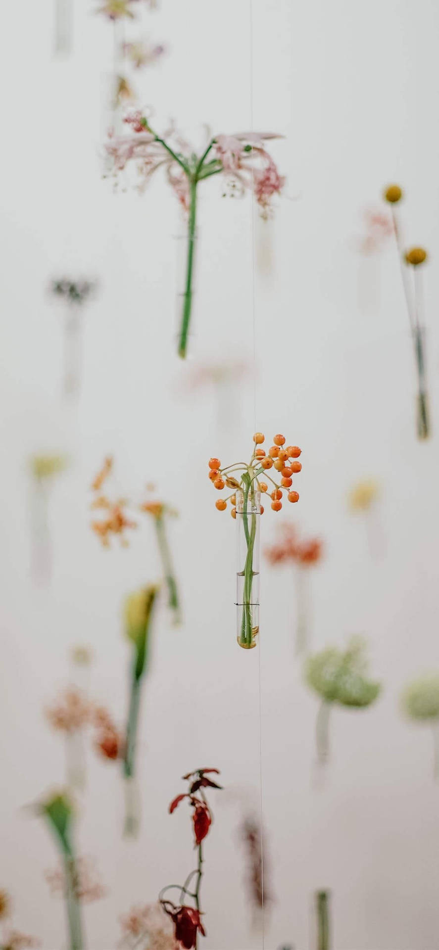 Spring Aesthetic Hanging Flowers Wallpaper