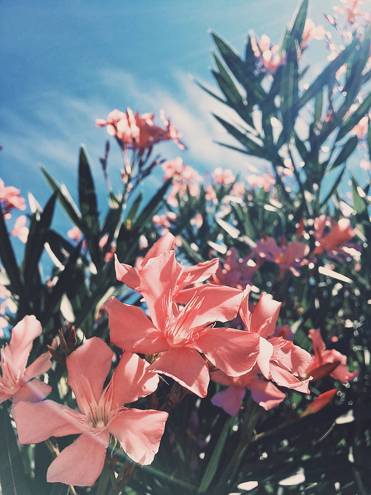 Spring Aesthetic Peachy Flowers Wallpaper
