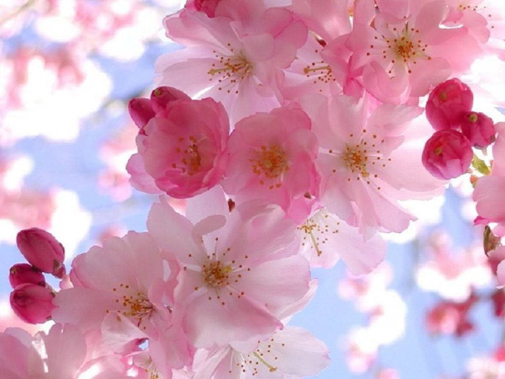 Spring Cherry Blossom Wallpaper