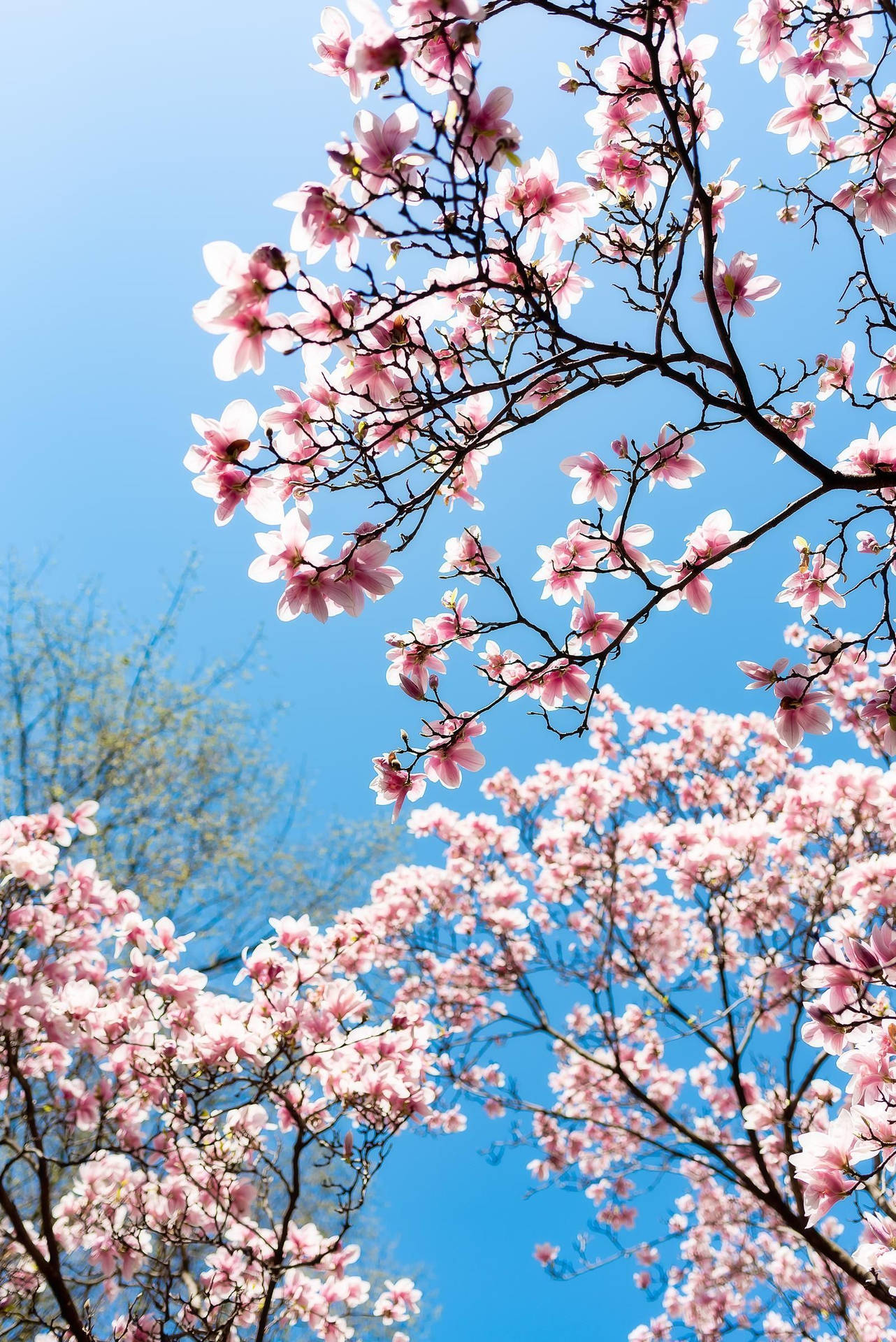 Spring Cherry Blossom Tree Wallpaper