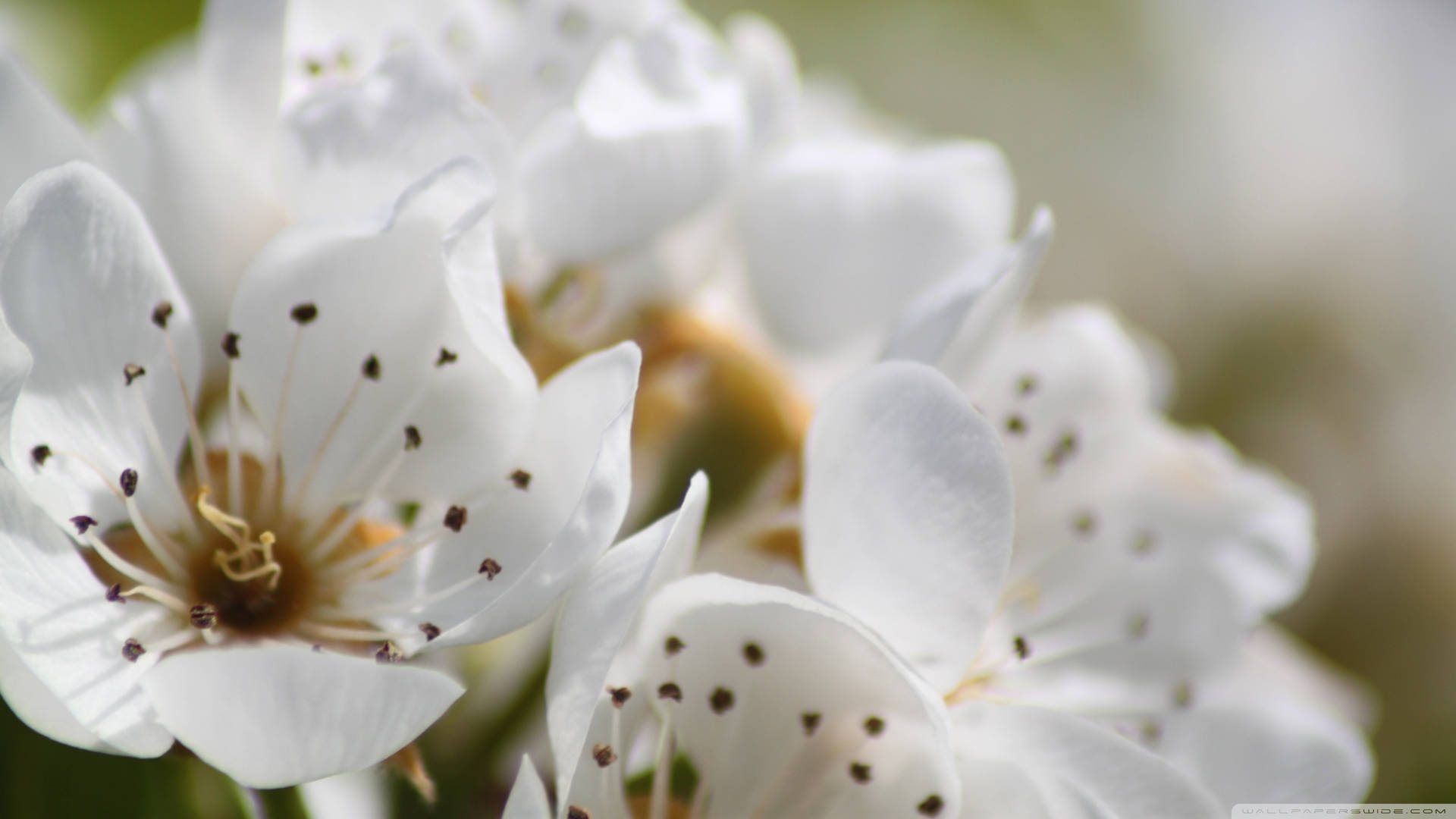 Spring Flowers Close-up Photography Wallpaper