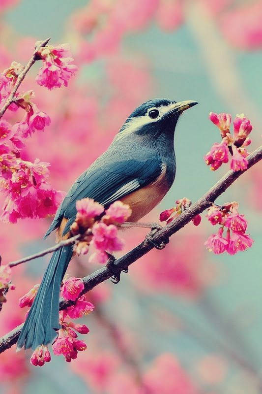 Spring Season With Bird Wallpaper