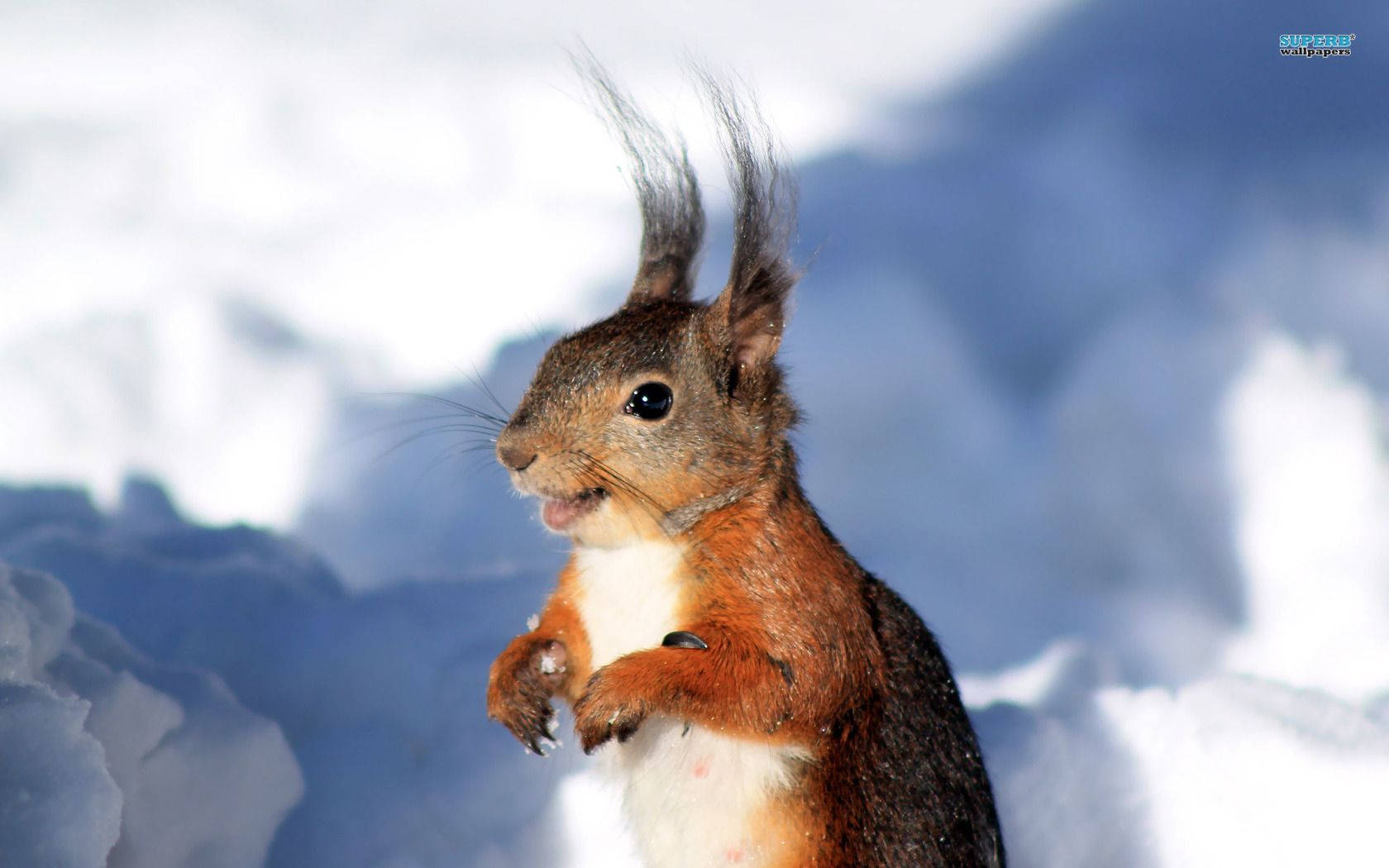 Squirrel And Snow Wallpaper