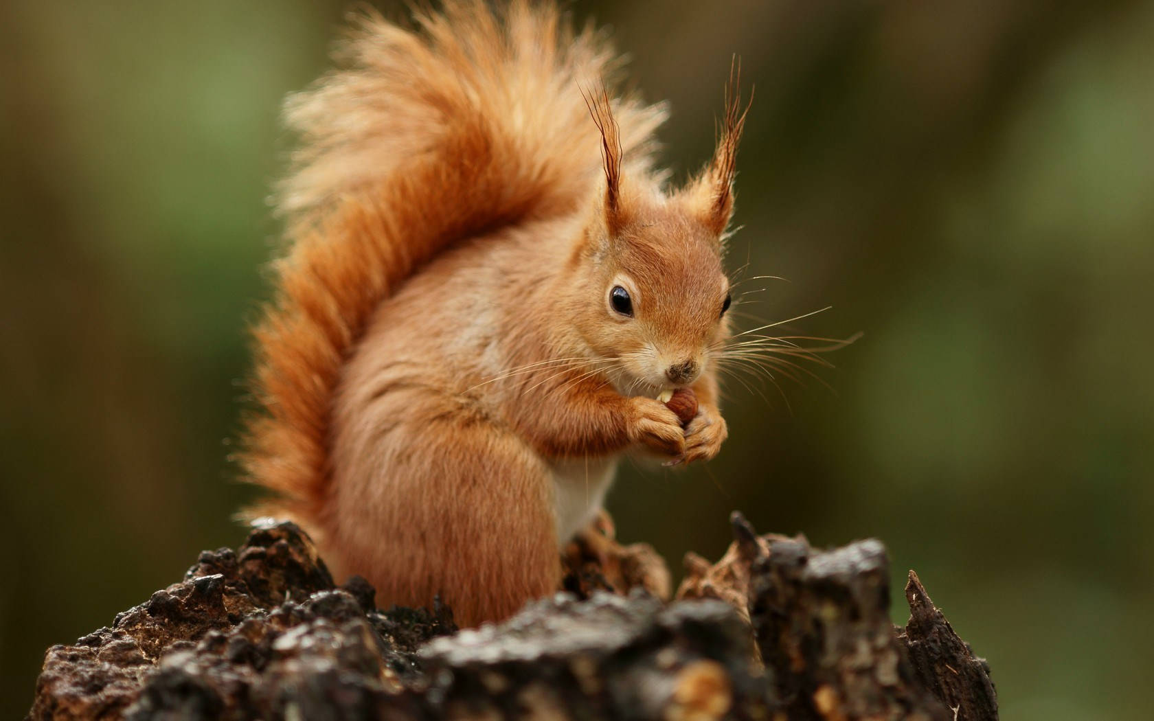 Squirrel Eating Nut Wallpaper