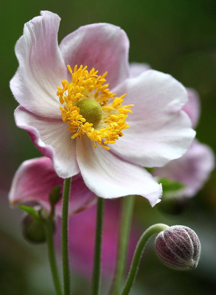 Standing Anemone Flower Wallpaper