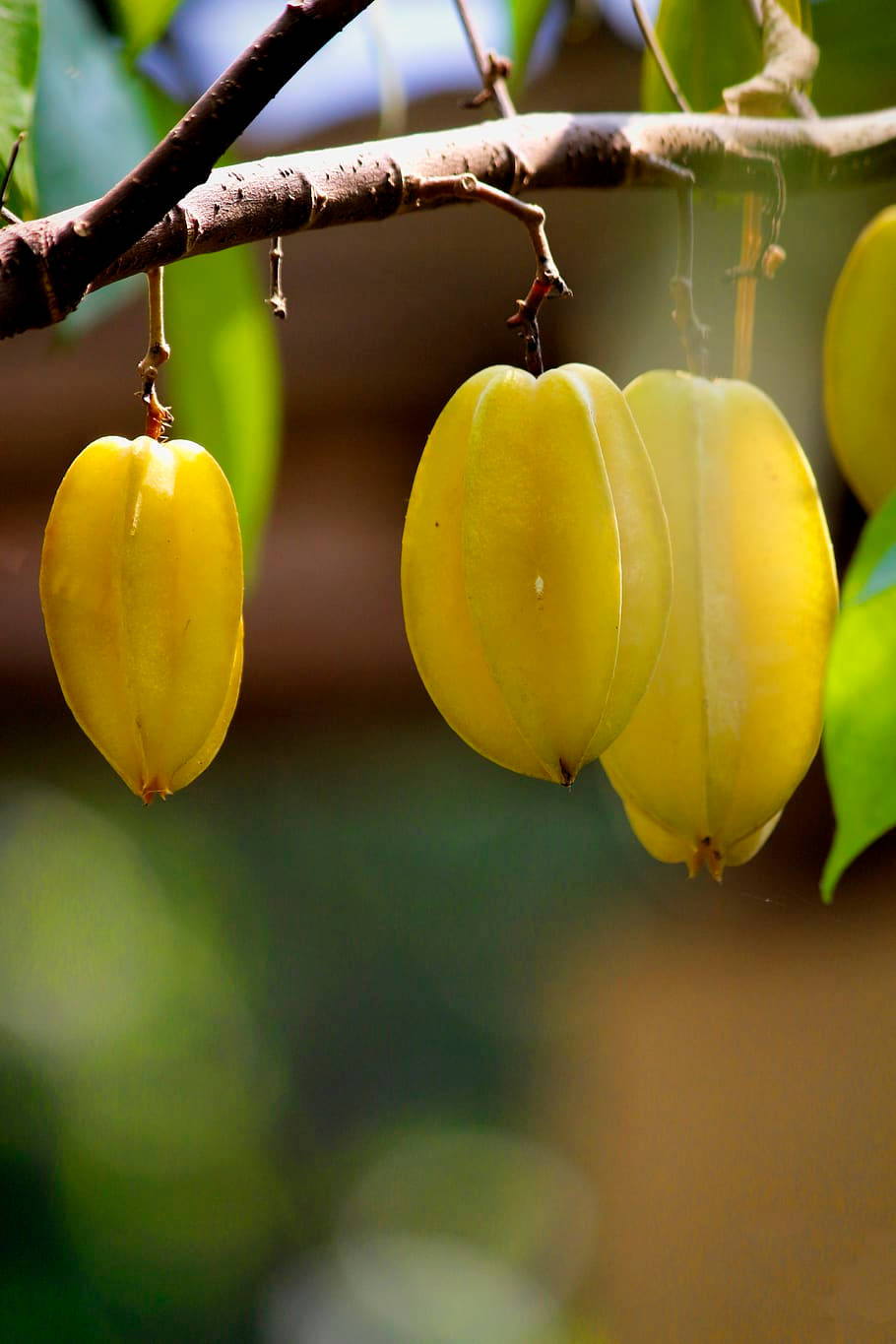 Star Fruits On The Branch Wallpaper