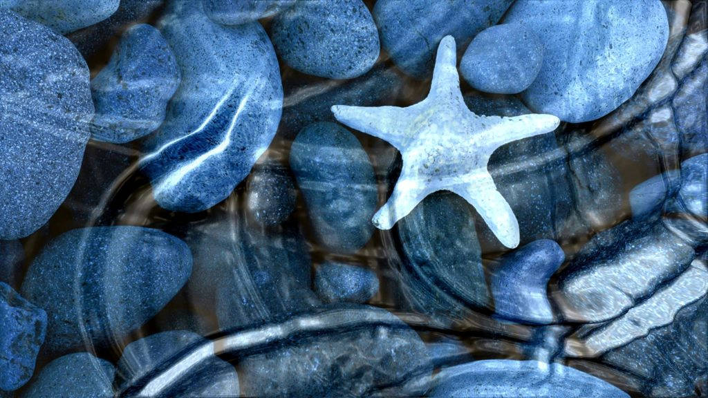 Starfish Underwater Live Desktop Wallpaper