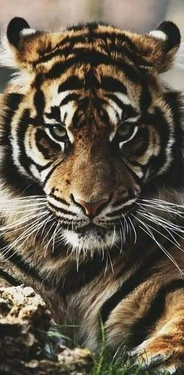 Stay Connected With Tiger Phone Wallpaper